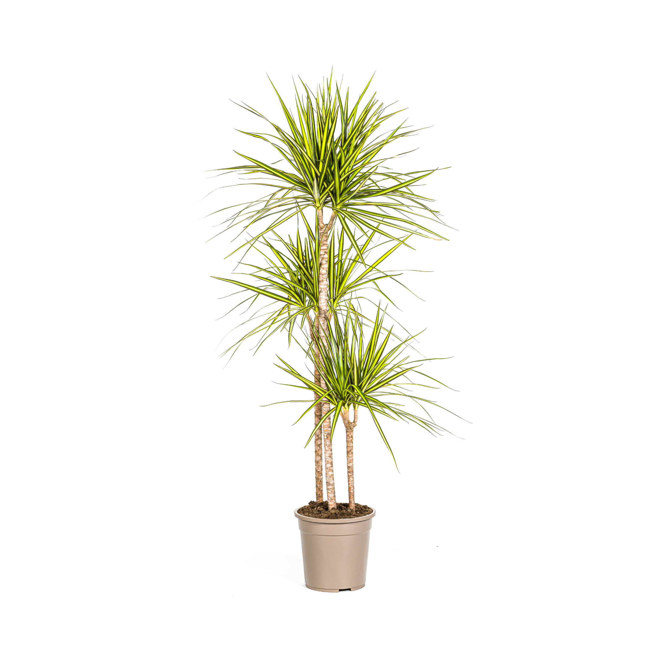 Dracaena Marginata Sunray Ø24cm en pot Ø24cm  Hauteur 130cm. Plante verte type Dracaena Marginata Sunray Ø24cm, livrée en pot, idéale pour intérieur lumineux.