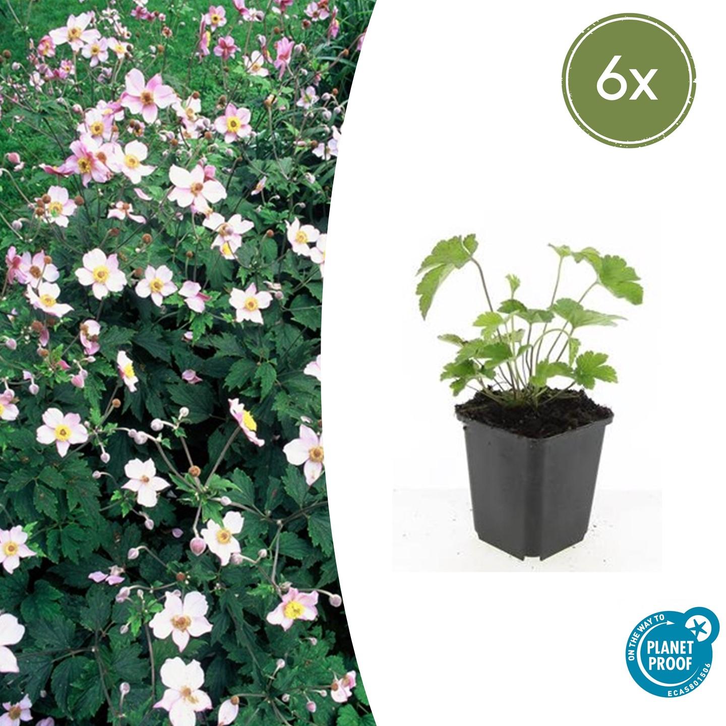 6x Anemone tom. 'Robustissima' en pot Ø9cm  Hauteur 10cm. Plante verte type 6x Anemone tom. 'Robustissima', livrée en pot, idéale pour intérieur lumineux.