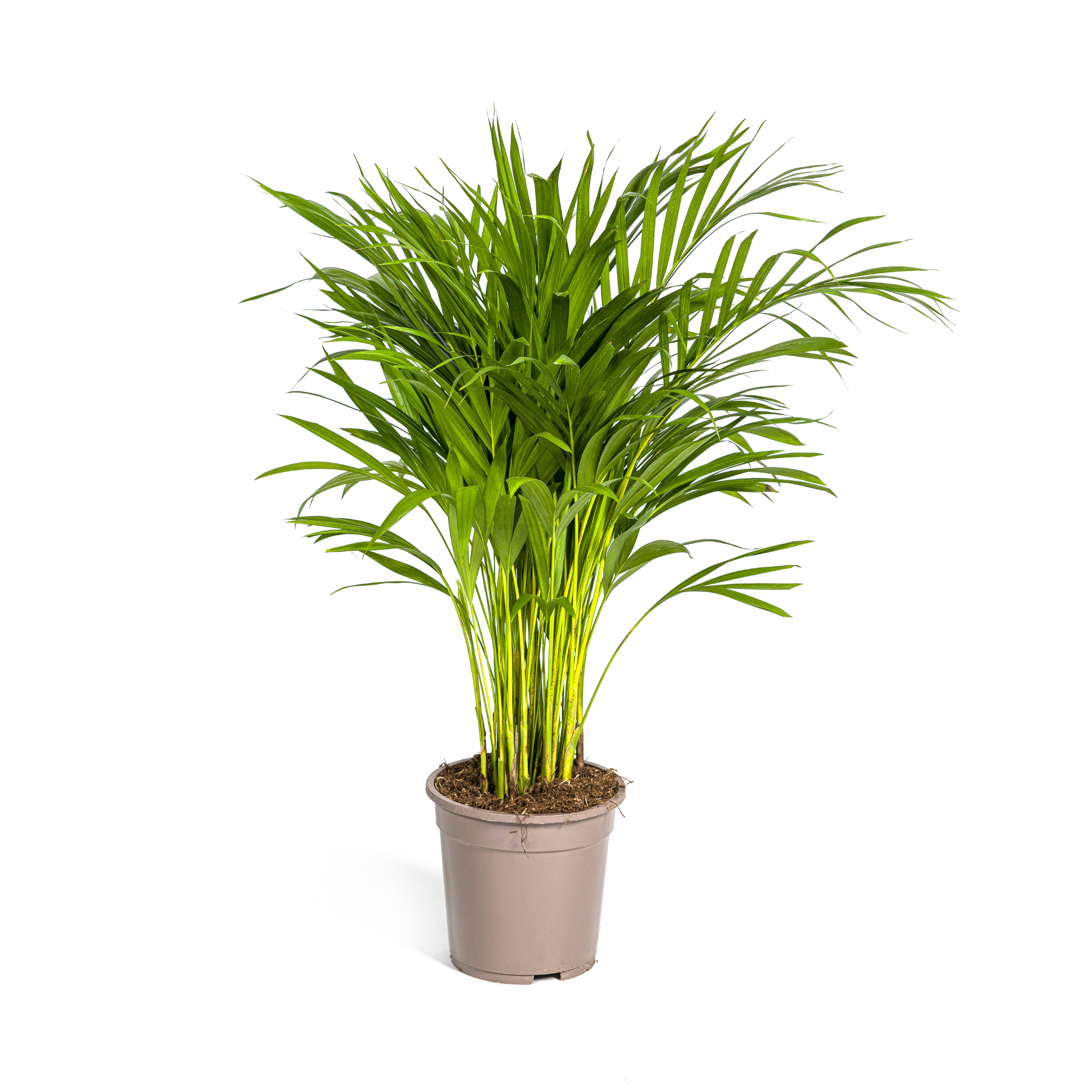 Dypsis Areca Lutescens Ø19cm en pot Ø19cm  Hauteur 80cm. Plante verte type Dypsis Areca Lutescens Ø19cm, livrée en pot, idéale pour intérieur lumineux.
