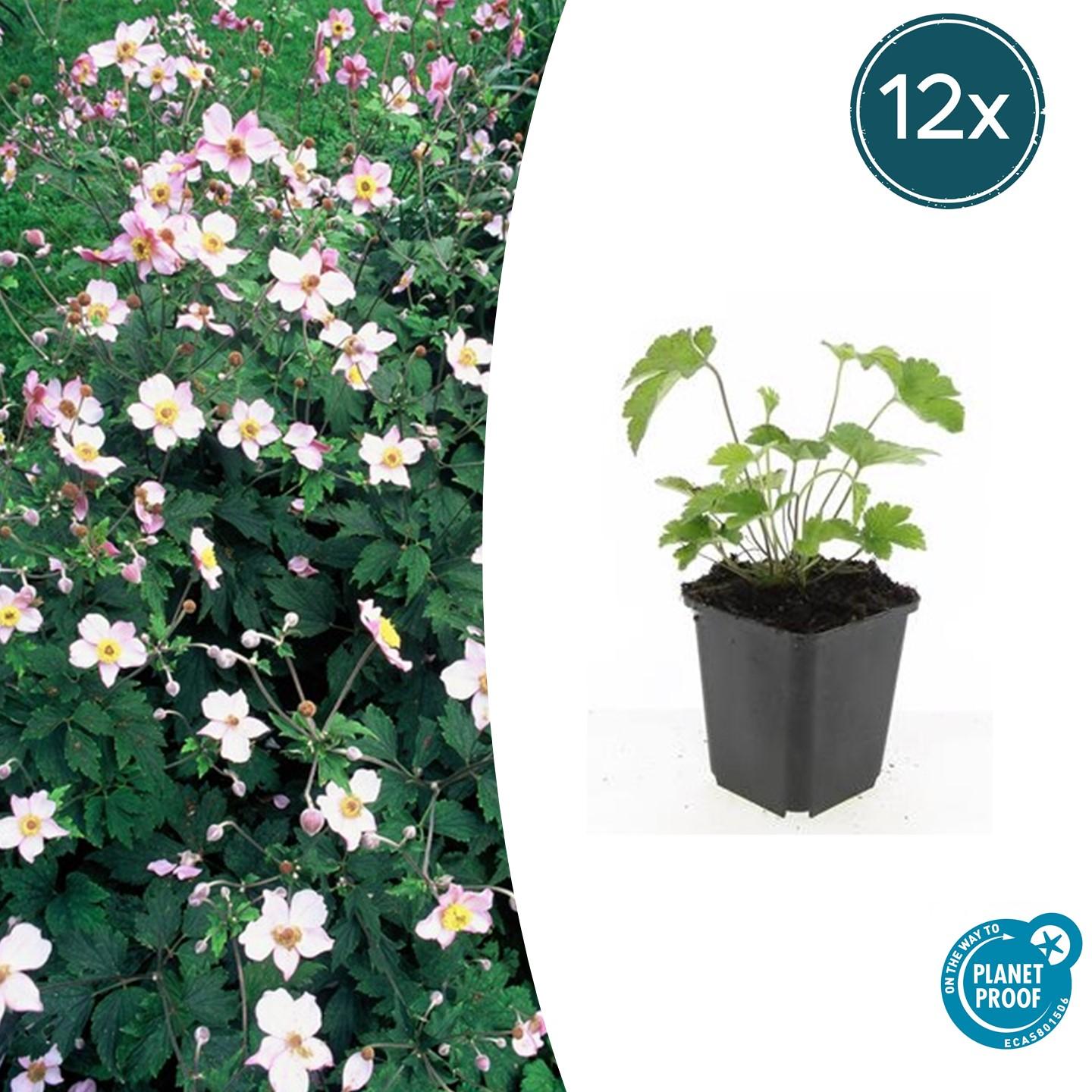 12x Anemone tom. 'Robustissima' en pot Ø9cm  Hauteur 10cm. Plante verte type 12x Anemone tom. 'Robustissima', livrée en pot, idéale pour intérieur lumineux.