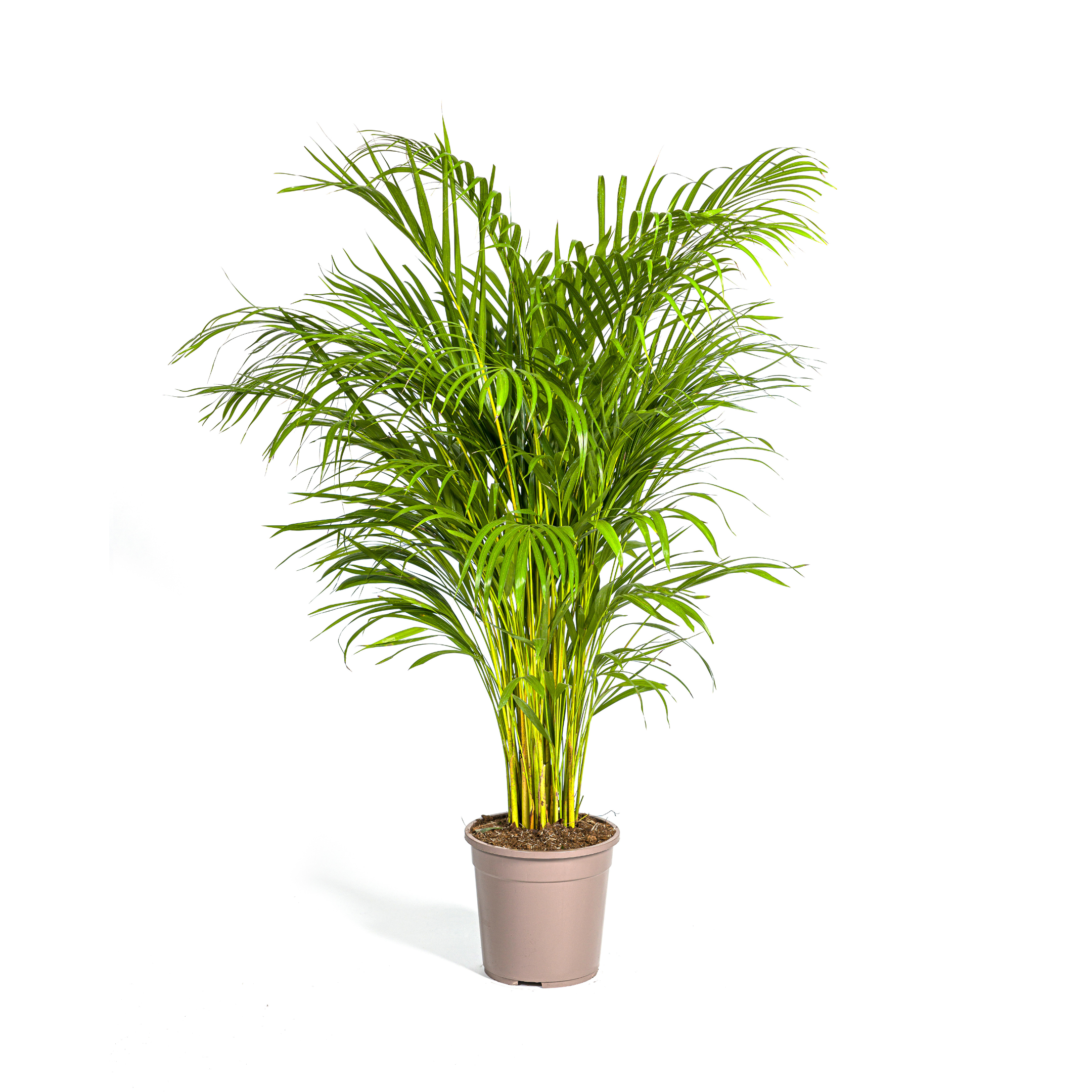 Dypsis Areca Lutescens Ø24cm en pot Ø24cm  Hauteur 120cm. Plante verte type Dypsis Areca Lutescens Ø24cm, livrée en pot, idéale pour intérieur lumineux.