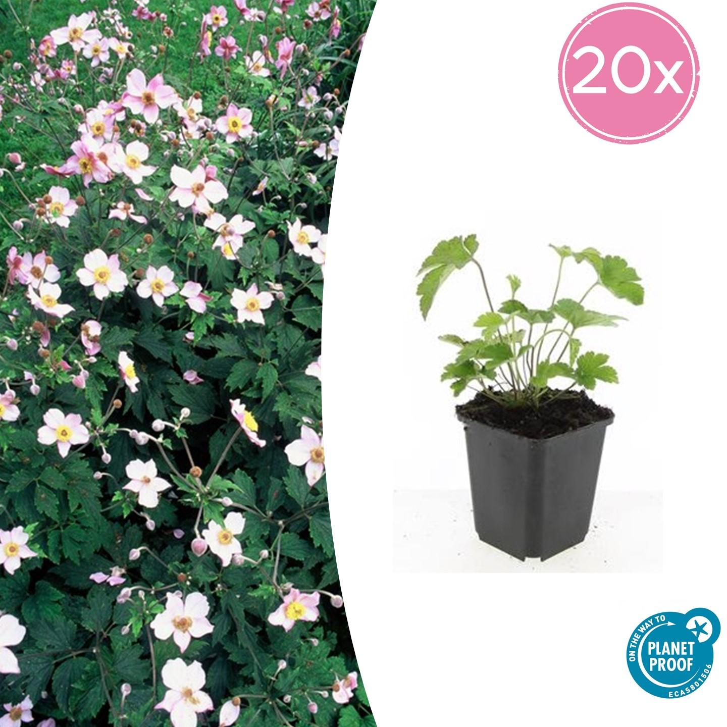20x Anemone tom. 'Robustissima' en pot Ø9cm  Hauteur 10cm. Plante verte type 20x Anemone tom. 'Robustissima', livrée en pot, idéale pour intérieur lumineux.