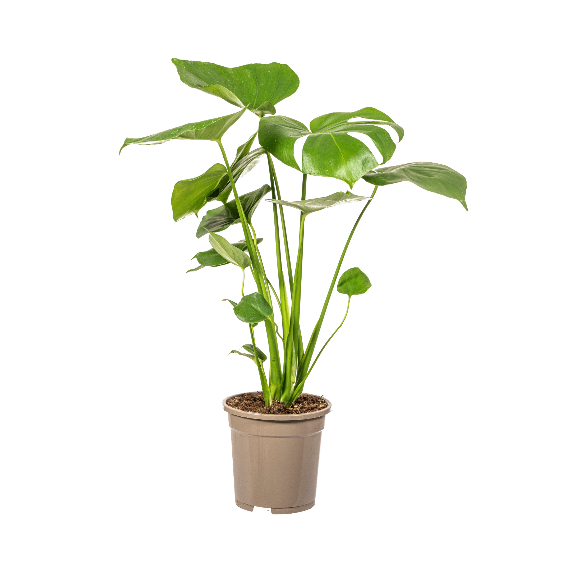 Monstera Deliciosa Tauerii Ø17cm en pot Ø17cm  Hauteur 50cm. Plante verte type Monstera Deliciosa Tauerii Ø17cm, livrée en pot, idéale pour intérieur lumineux.