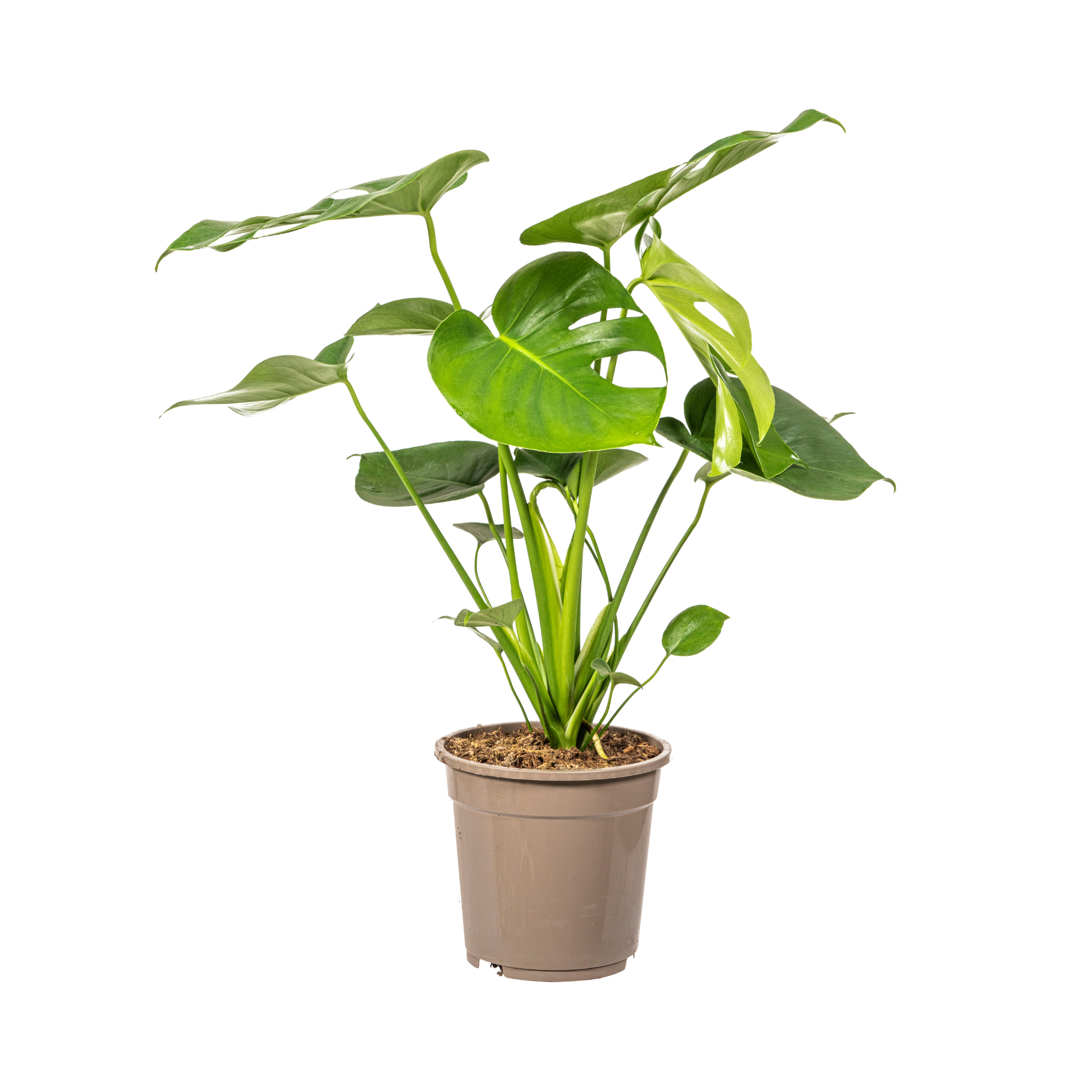 Monstera Deliciosa Tauerii Ø19cm en pot Ø19cm  Hauteur 70cm. Plante verte type Monstera Deliciosa Tauerii Ø19cm, livrée en pot, idéale pour intérieur lumineux.