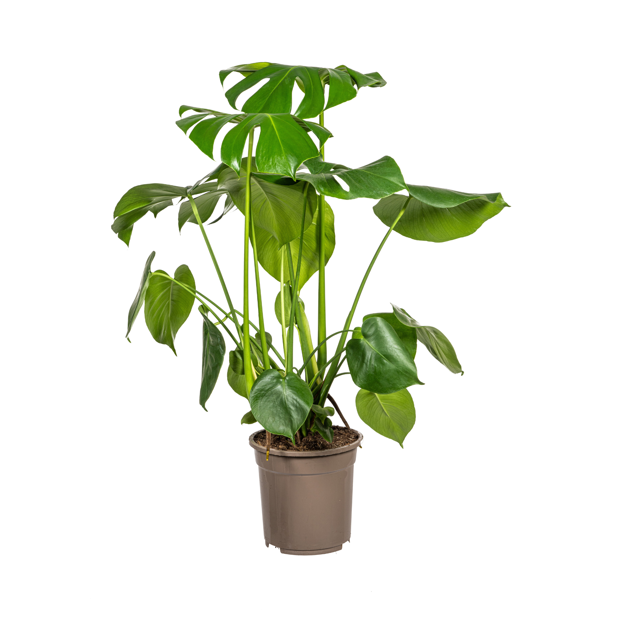 Monstera Deliciosa Tauerii Ø21cm en pot Ø21cm  Hauteur 70cm. Plante verte type Monstera Deliciosa Tauerii Ø21cm, livrée en pot, idéale pour intérieur lumineux.
