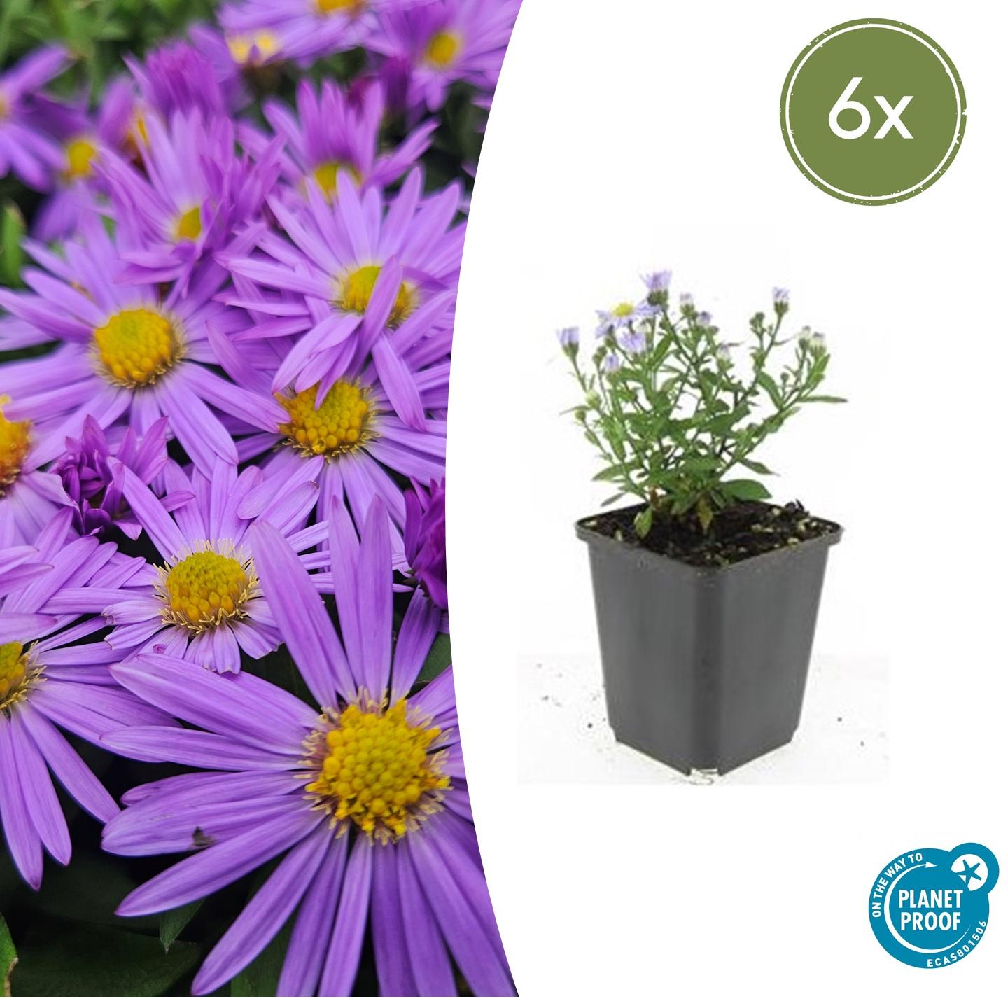6x Aster (D) 'Prof. Anton Kippenberg' en pot Ø9cm  Hauteur 10cm. Plante verte type 6x Aster (D) 'Prof. Anton Kippenberg', livrée en pot, idéale pour intérieur lumineux.