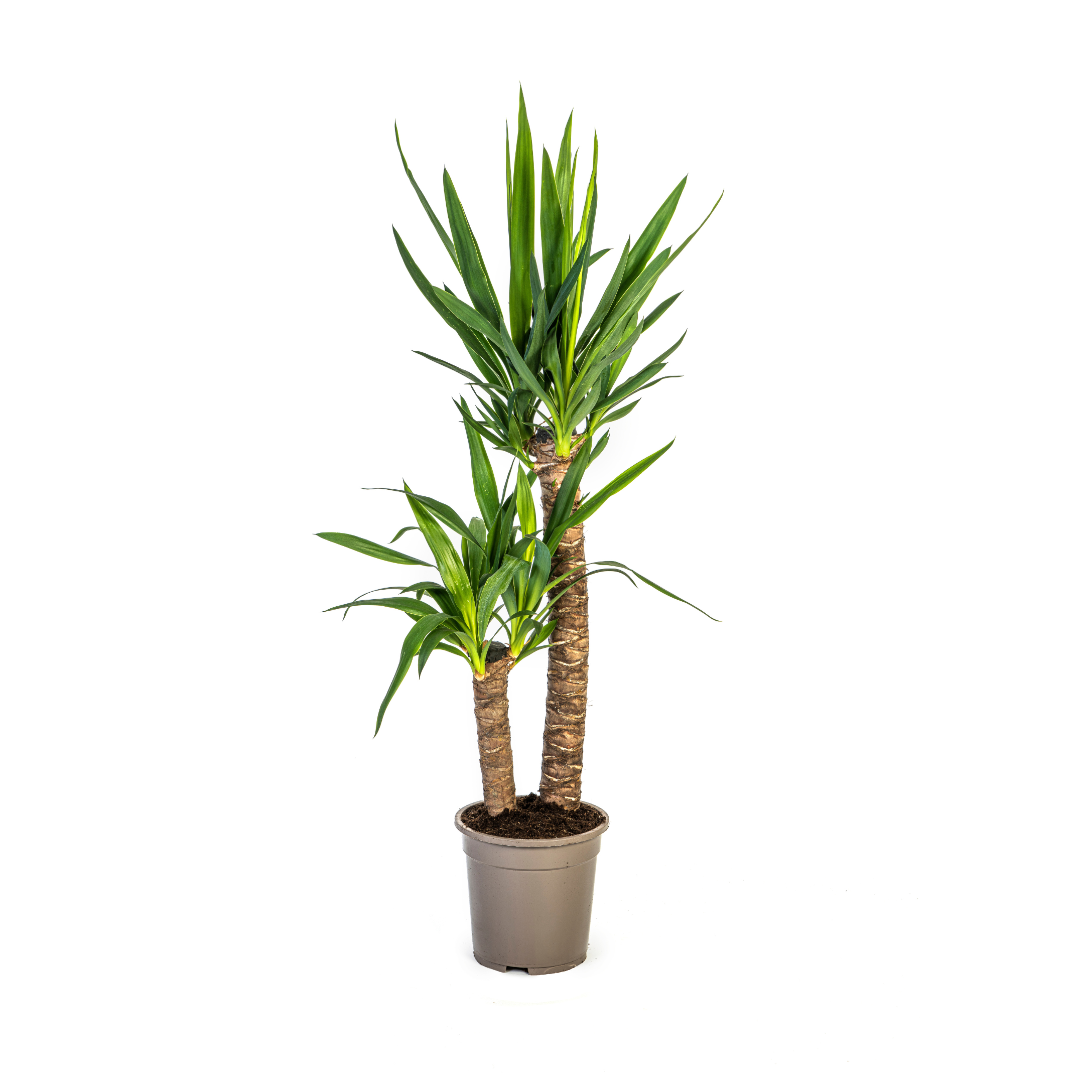 Yucca Elephantipes Ø19cm en pot Ø19cm  Hauteur 70cm. Plante verte type Yucca Elephantipes Ø19cm, livrée en pot, idéale pour intérieur lumineux.