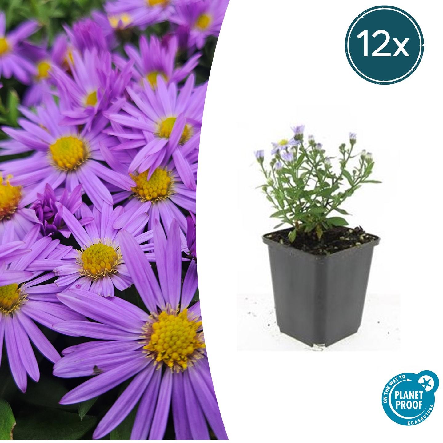 12x Aster (D) 'Prof. Anton Kippenberg' en pot Ø9cm  Hauteur 10cm. Plante verte type 12x Aster (D) 'Prof. Anton Kippenberg', livrée en pot, idéale pour intérieur lumineux.