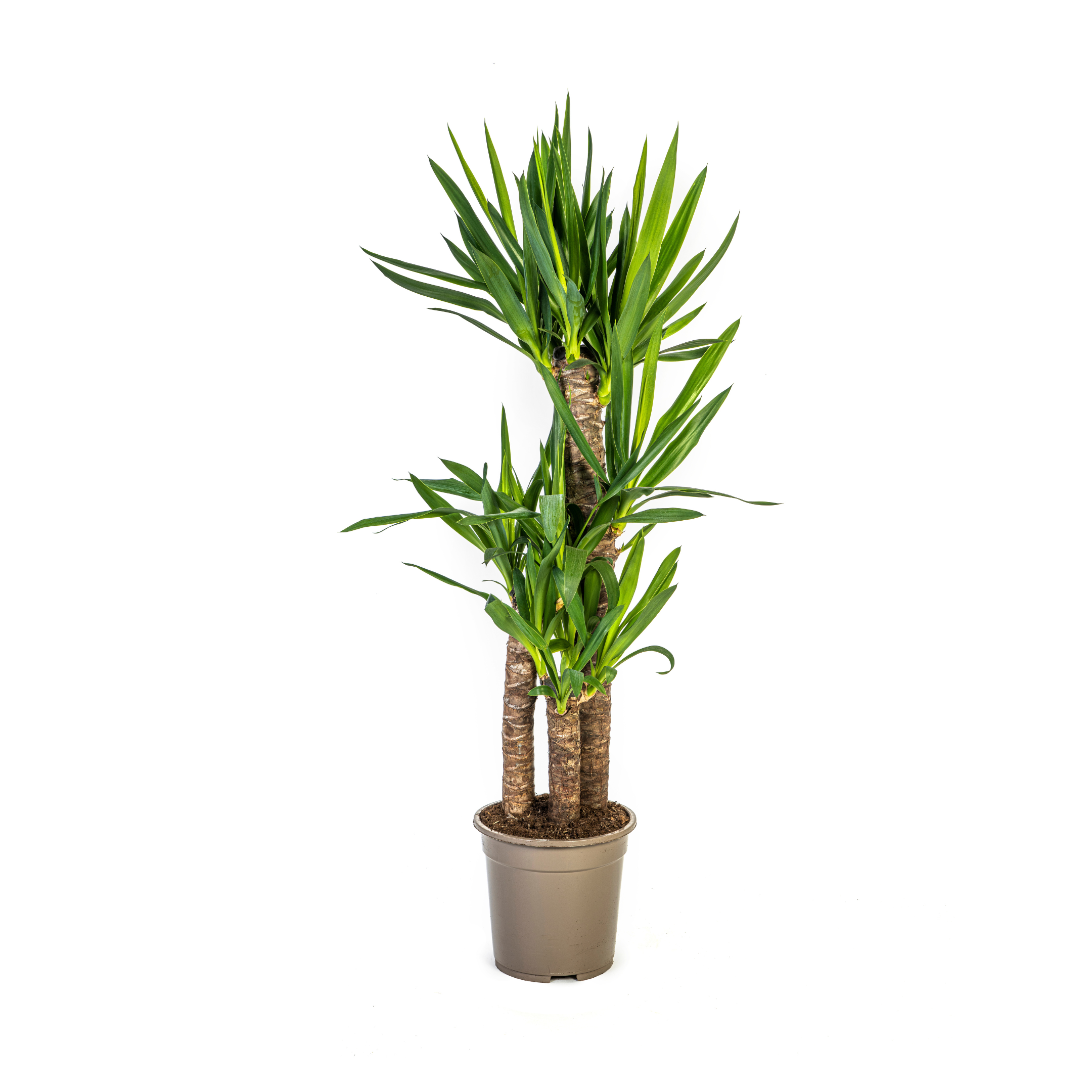 Yucca Elephantipes Ø21cm en pot Ø21cm  Hauteur 90cm. Plante verte type Yucca Elephantipes Ø21cm, livrée en pot, idéale pour intérieur lumineux.
