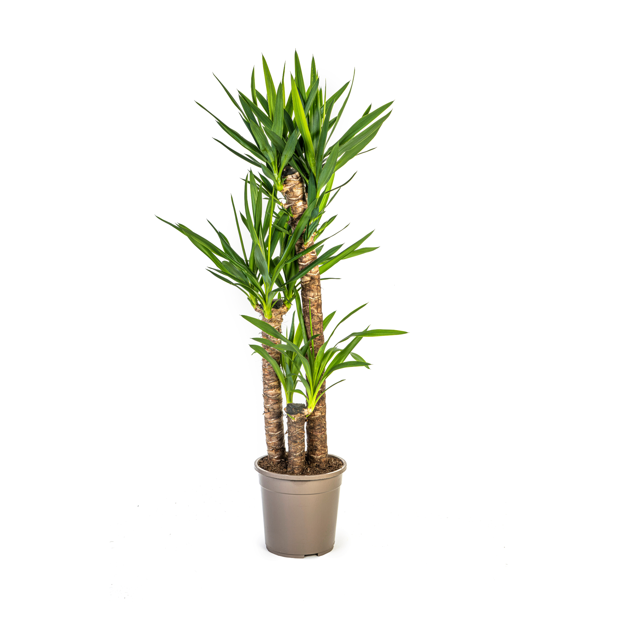 Yucca Elephantipes Ø24cm en pot Ø24cm  Hauteur 120cm. Plante verte type Yucca Elephantipes Ø24cm, livrée en pot, idéale pour intérieur lumineux.