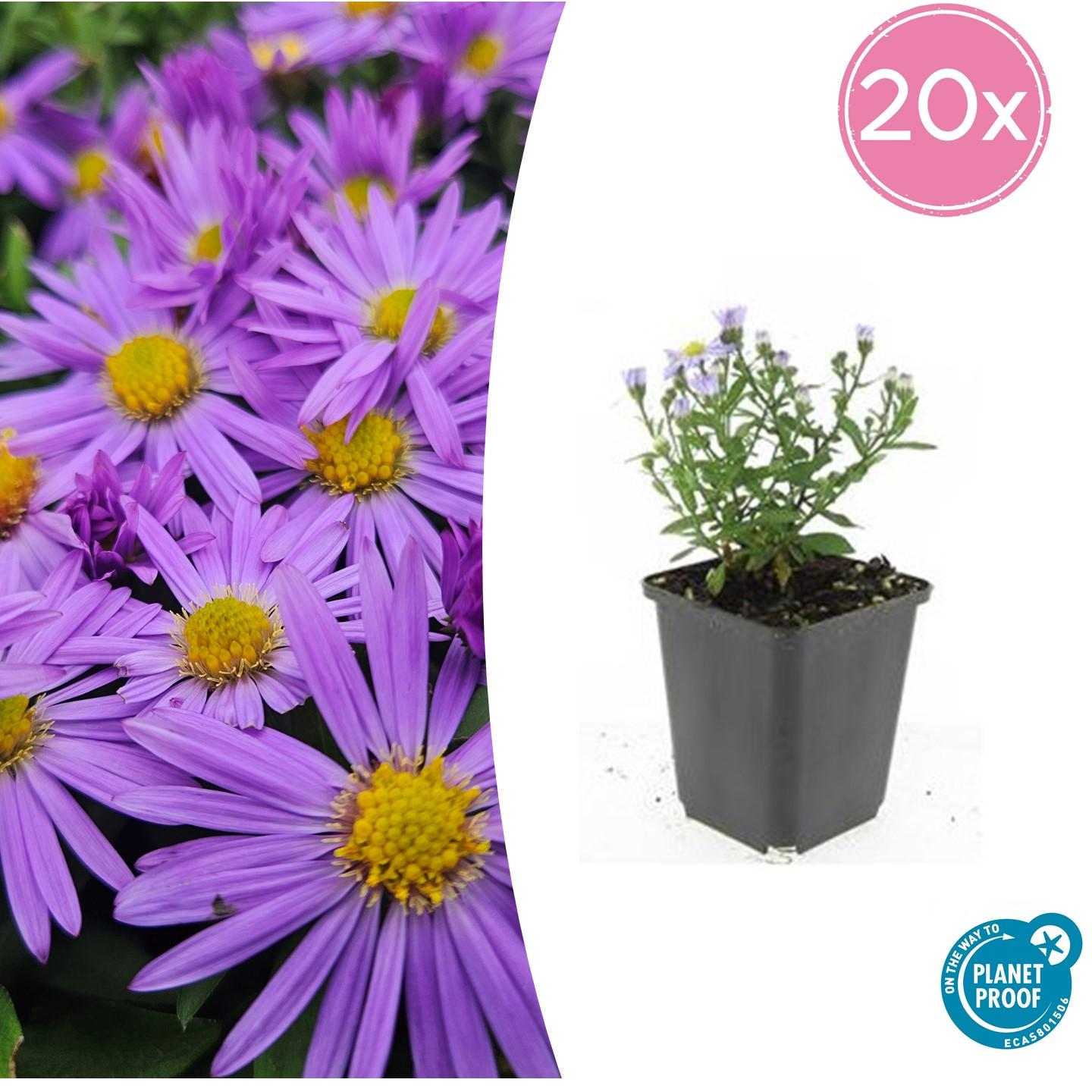 20x Aster (D) 'Prof. Anton Kippenberg' en pot Ø9cm  Hauteur 10cm. Plante verte type 20x Aster (D) 'Prof. Anton Kippenberg', livrée en pot, idéale pour intérieur lumineux.