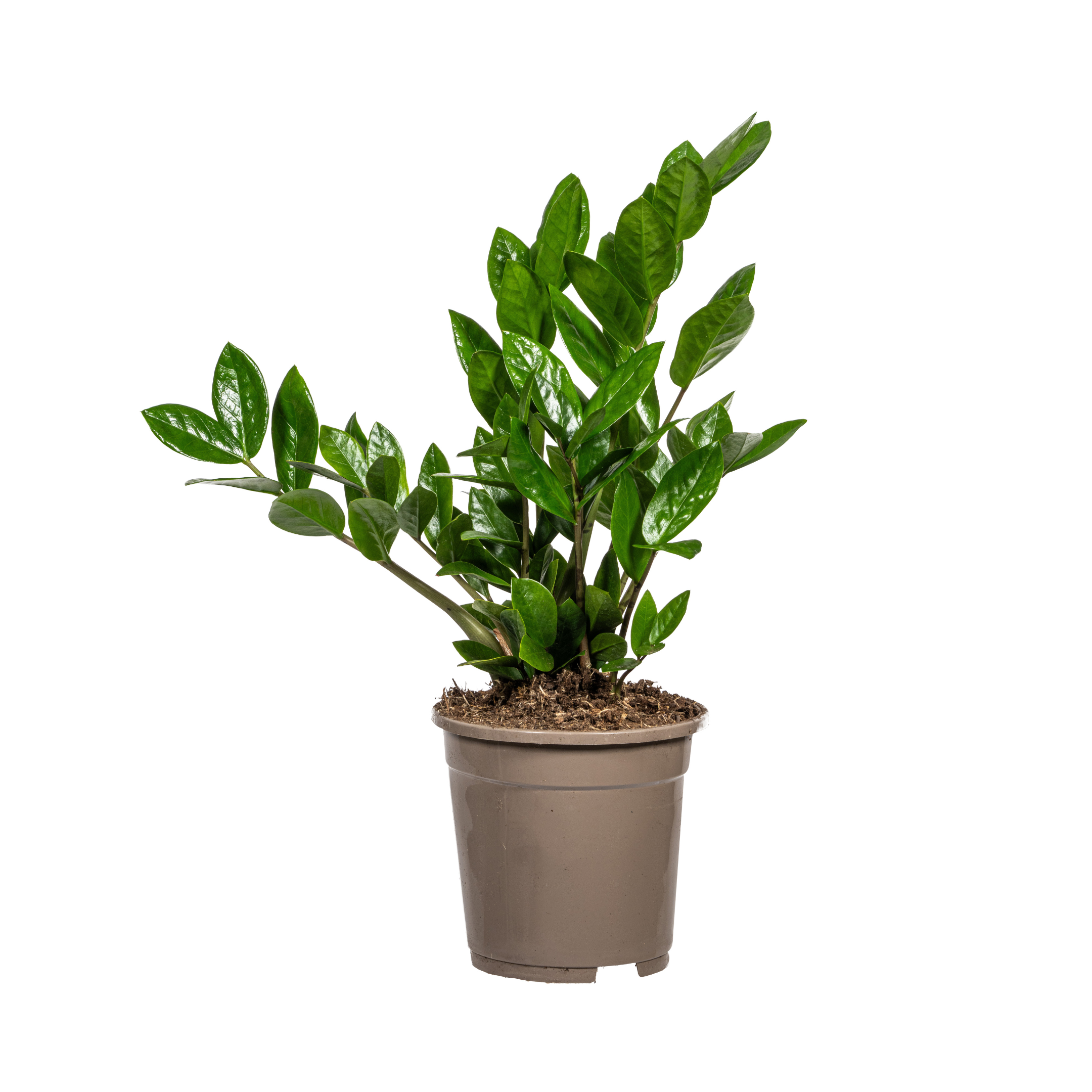 Zamioculcas Zamiifolia Ø17cm en pot Ø17cm  Hauteur 40cm. Plante verte type Zamioculcas Zamiifolia Ø17cm, livrée en pot, idéale pour intérieur lumineux.