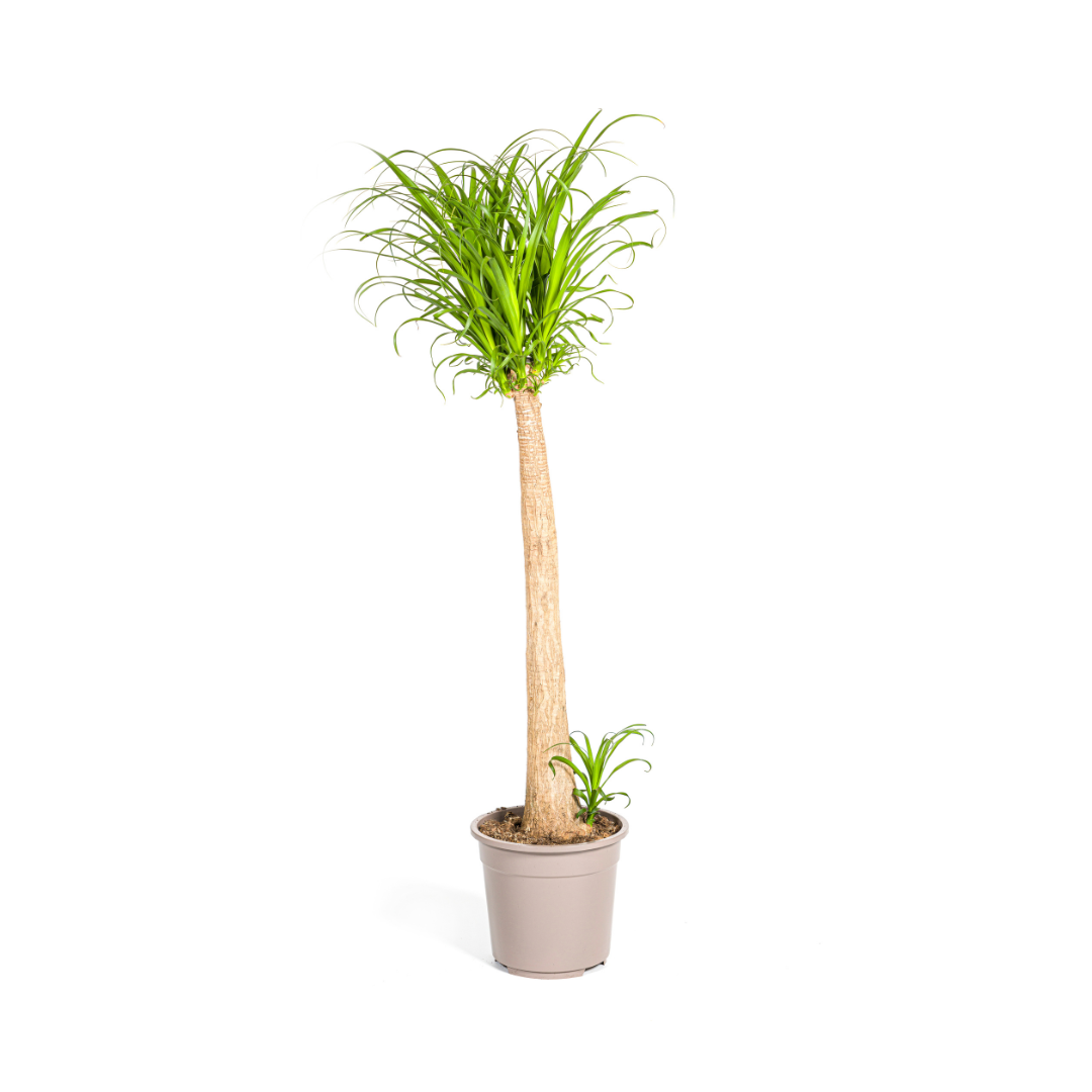 Beaucarnea Recurvata Stam Ø27cm en pot Ø27cm  Hauteur 110cm. Plante verte type Beaucarnea Recurvata Stam Ø27cm, livrée en pot, idéale pour intérieur lumineux.