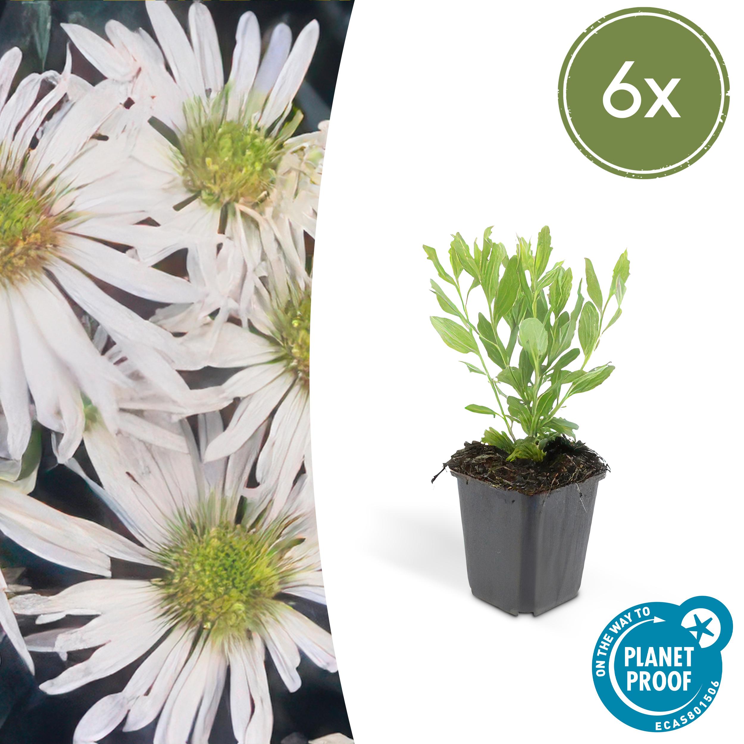 6x Aster ageratoides 'Ashvi' en pot Ø9cm  Hauteur 10cm. Plante verte type 6x Aster ageratoides 'Ashvi', livrée en pot, idéale pour intérieur lumineux.