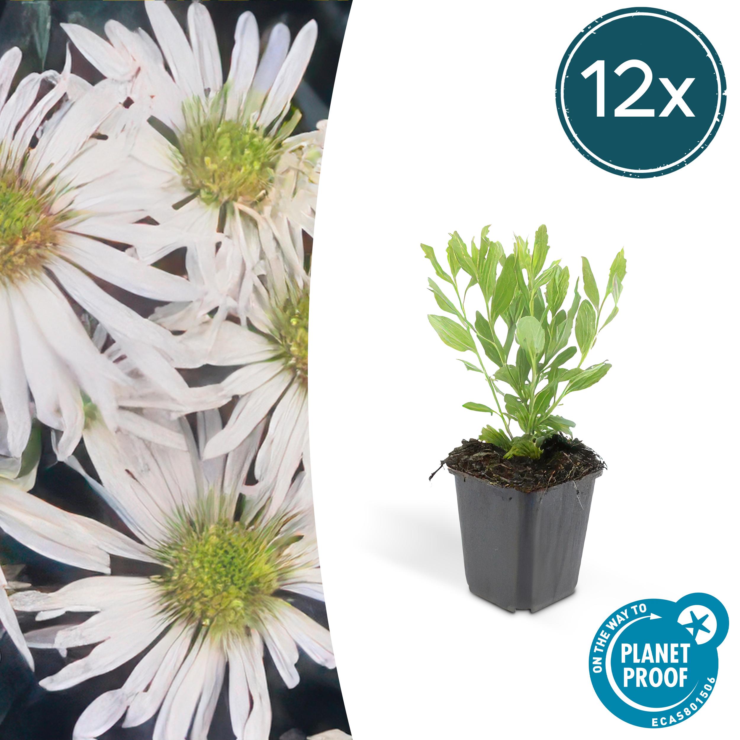 12x Aster ageratoides 'Ashvi' en pot Ø9cm  Hauteur 10cm. Plante verte type 12x Aster ageratoides 'Ashvi', livrée en pot, idéale pour intérieur lumineux.