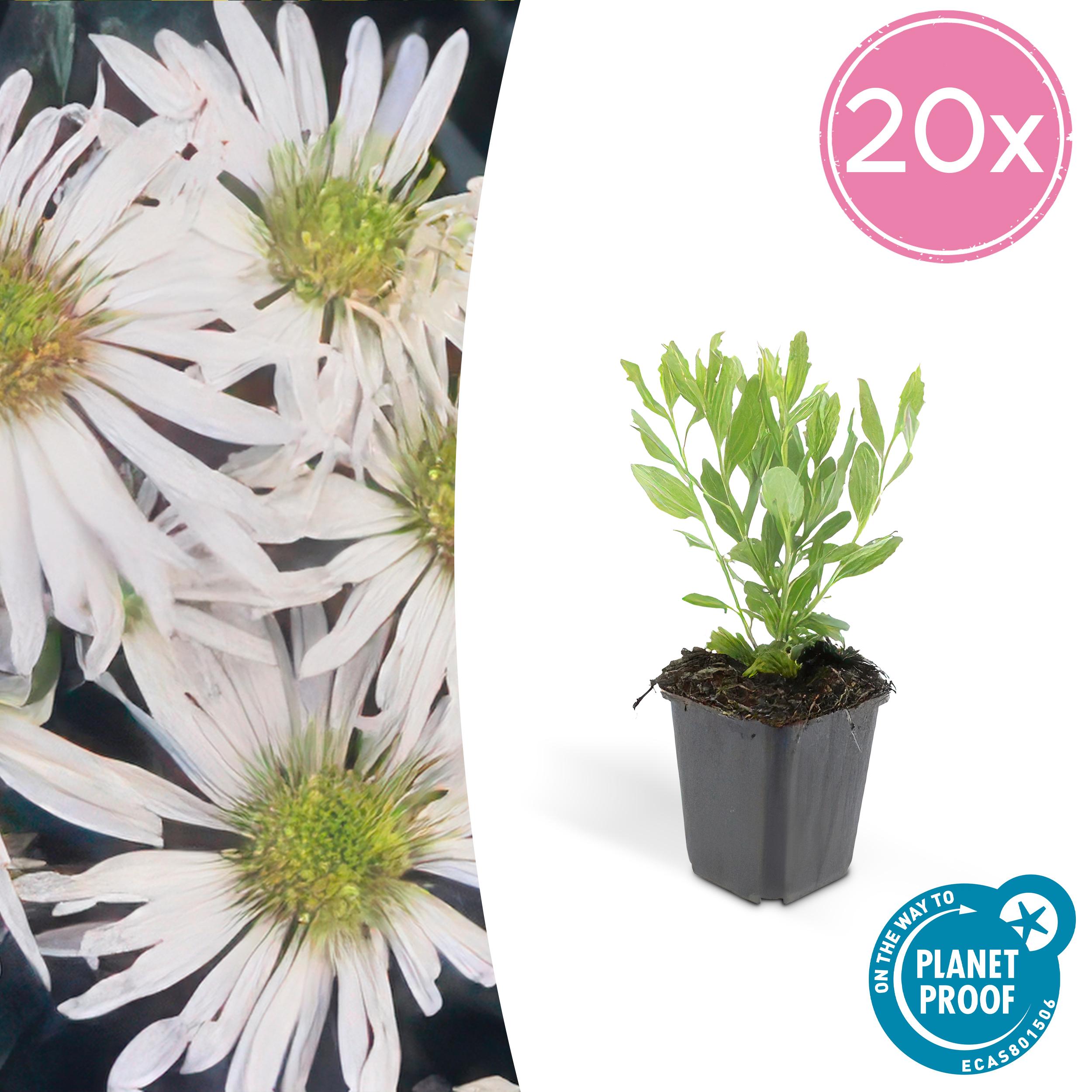 20x Aster ageratoides 'Ashvi' en pot Ø9cm  Hauteur 10cm. Plante verte type 20x Aster ageratoides 'Ashvi', livrée en pot, idéale pour intérieur lumineux.