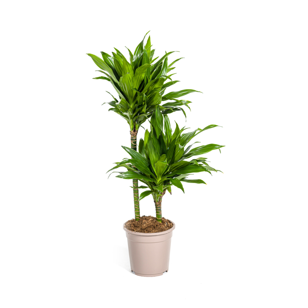 Dracaena Deremensis Green Jewel Ø19cm en pot Ø19cm  Hauteur 70cm. Plante verte type Dracaena Deremensis Green Jewel Ø19cm, livrée en pot, idéale pour intérieur lumineux.