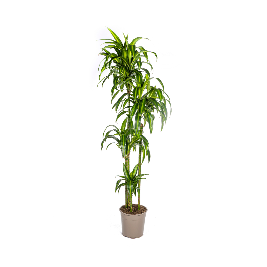 Dracaena Deremensis Hawaiian Sunshine Ø27cm en pot Ø27cm  Hauteur 170cm. Plante verte type Dracaena Deremensis Hawaiian Sunshine Ø27cm, livrée en pot, idéale pour intérieur lumineux.