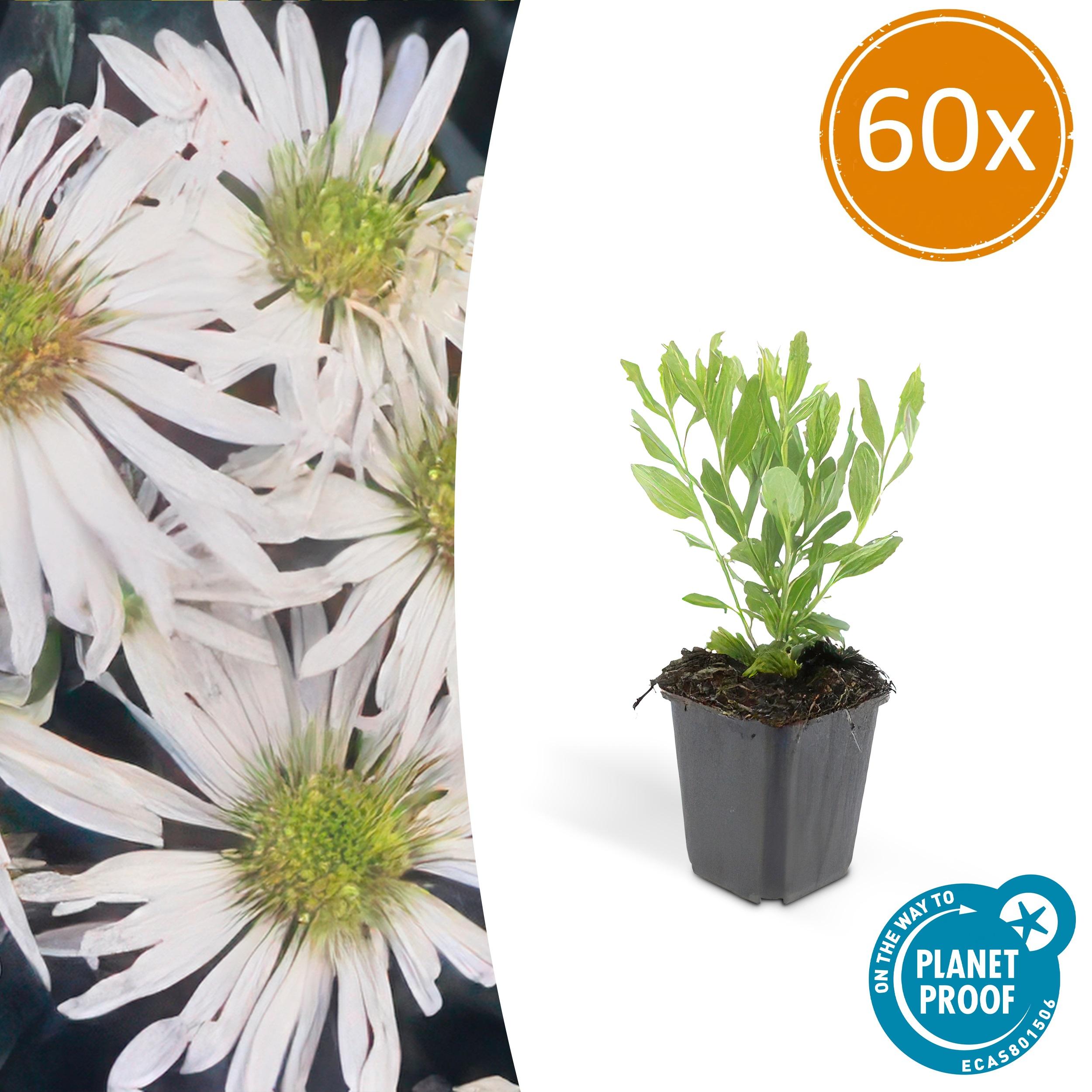 60x Aster ageratoides 'Ashvi' en pot Ø9cm  Hauteur 10cm. Plante verte type 60x Aster ageratoides 'Ashvi', livrée en pot, idéale pour intérieur lumineux.