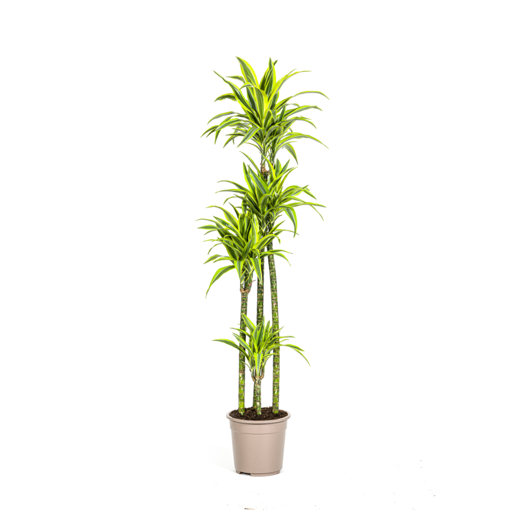 Dracaena Deremensis Lemon Lime Ø27cm en pot Ø27cm  Hauteur 170cm. Plante verte type Dracaena Deremensis Lemon Lime Ø27cm, livrée en pot, idéale pour intérieur lumineux.