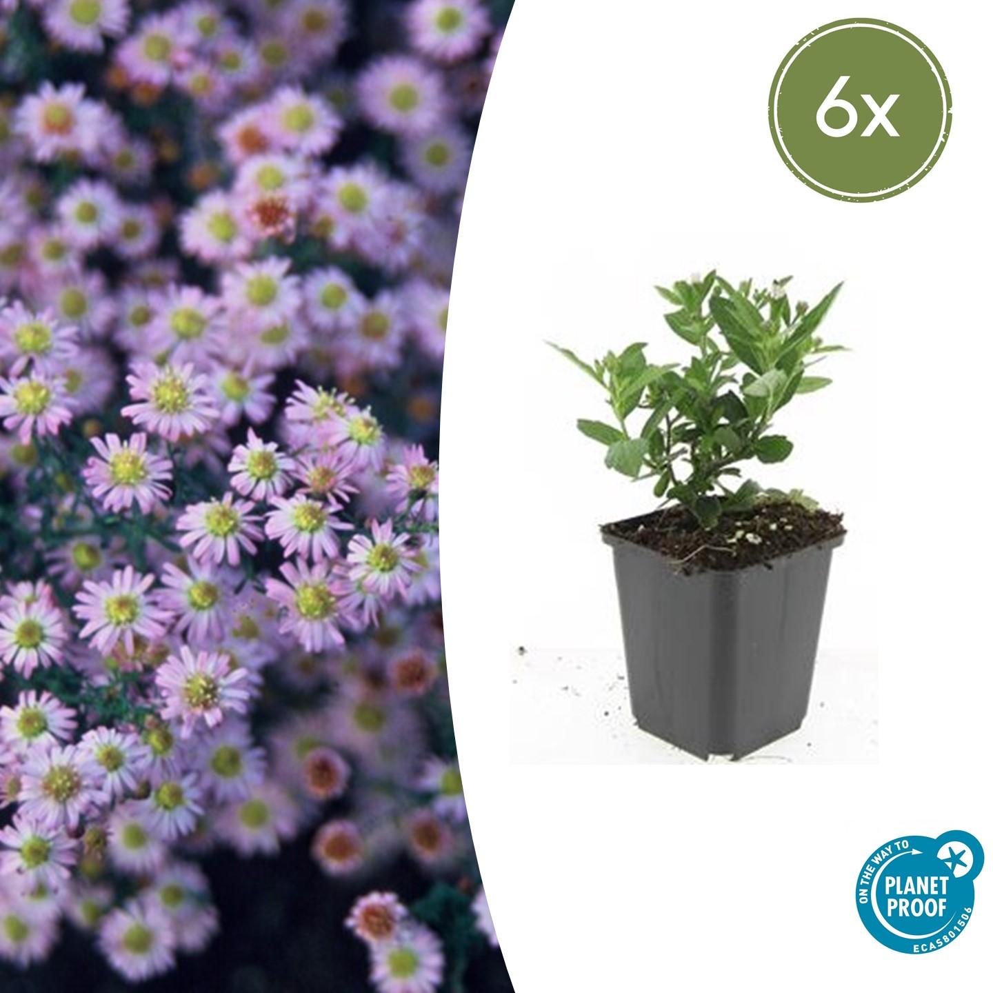 6x Aster ageratoides 'Stardust' en pot Ø9cm  Hauteur 10cm. Plante verte type 6x Aster ageratoides 'Stardust', livrée en pot, idéale pour intérieur lumineux.