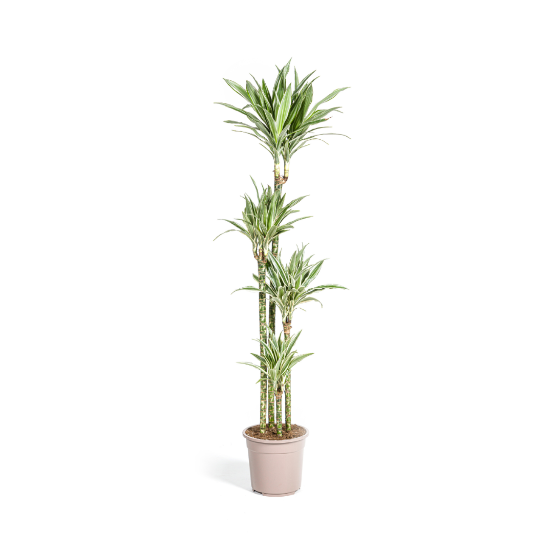 Dracaena Deremensis White Stripe Ø27cm en pot Ø27cm  Hauteur 170cm. Plante verte type Dracaena Deremensis White Stripe Ø27cm, livrée en pot, idéale pour intérieur lumineux.