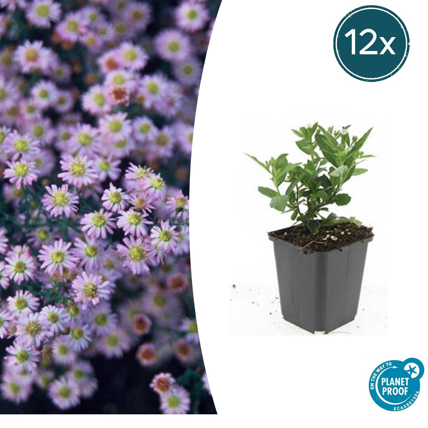 12x Aster ageratoides 'Stardust' en pot Ø9cm  Hauteur 10cm. Plante verte type 12x Aster ageratoides 'Stardust', livrée en pot, idéale pour intérieur lumineux.