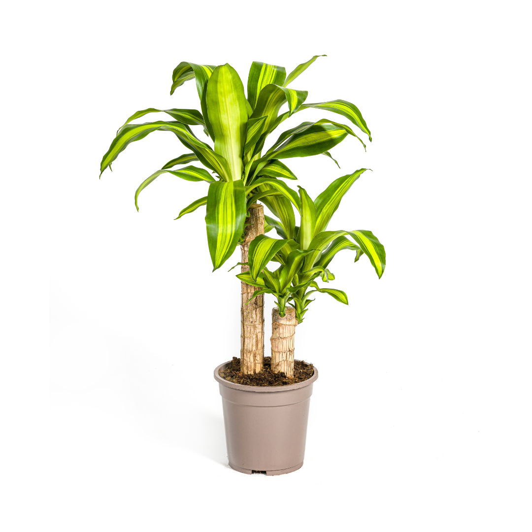 Dracaena Fragrans Massangeana Ø19cm en pot Ø19cm  Hauteur 70cm. Plante verte type Dracaena Fragrans Massangeana Ø19cm, livrée en pot, idéale pour intérieur lumineux.