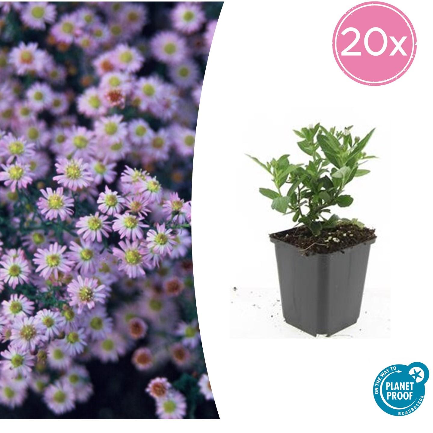 20x Aster ageratoides 'Stardust' en pot Ø9cm  Hauteur 10cm. Plante verte type 20x Aster ageratoides 'Stardust', livrée en pot, idéale pour intérieur lumineux.
