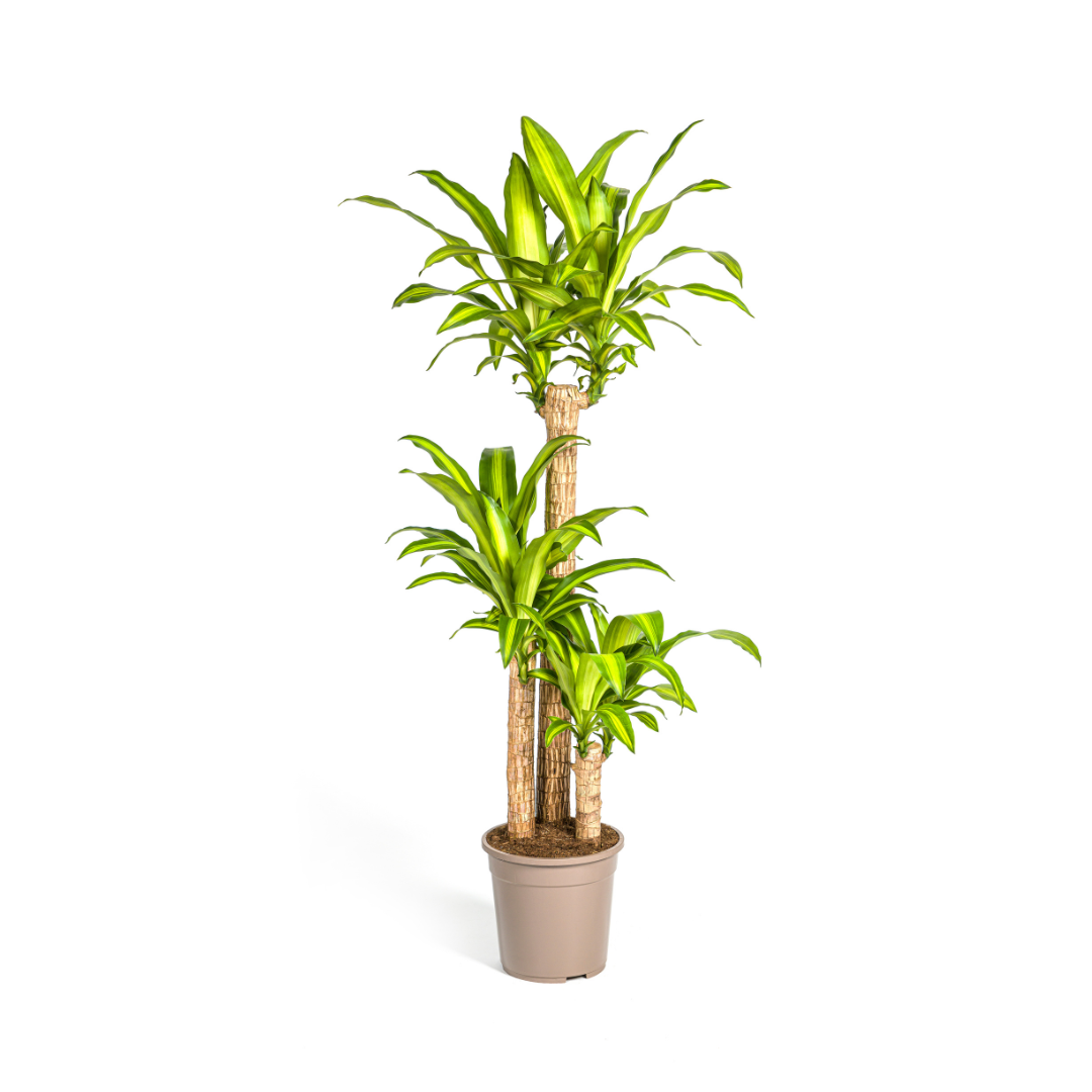 Dracaena Fragrans Massangeana Ø24cm en pot Ø24cm  Hauteur 130cm. Plante verte type Dracaena Fragrans Massangeana Ø24cm, livrée en pot, idéale pour intérieur lumineux.