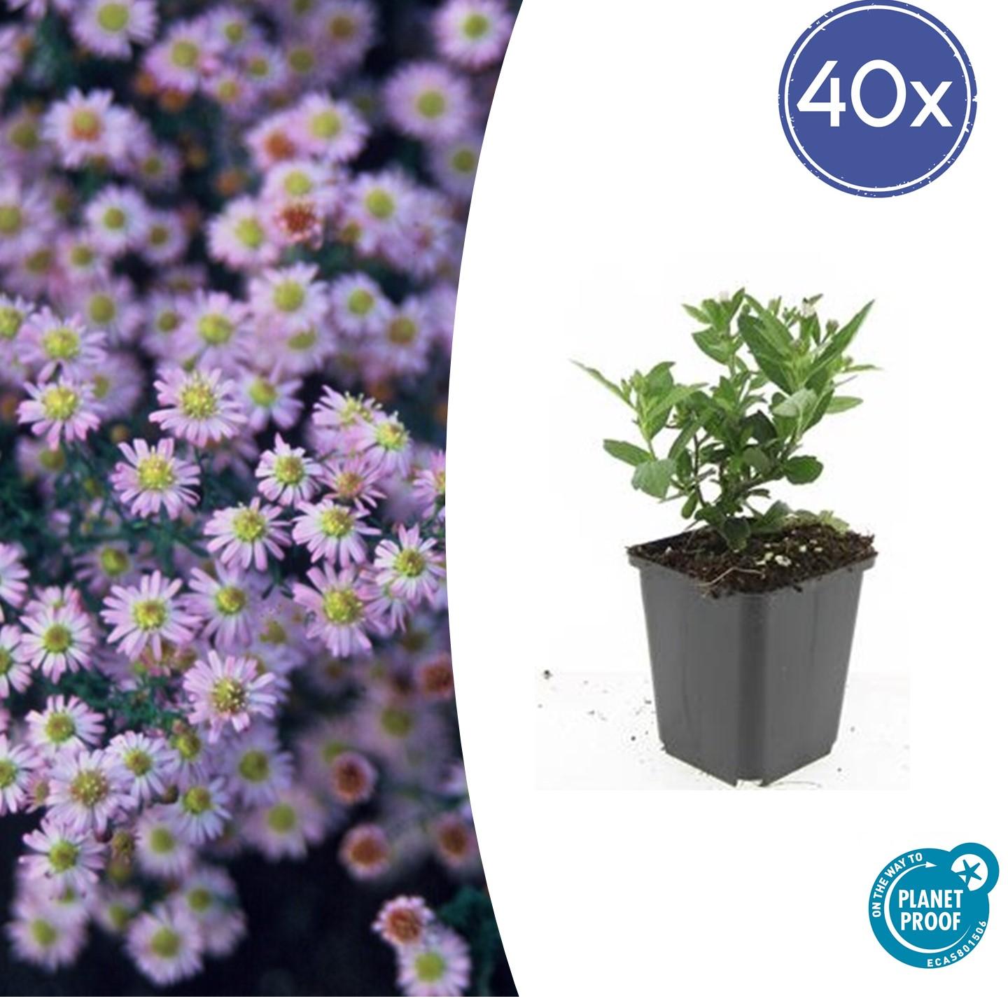 40x Aster ageratoides 'Stardust' en pot Ø9cm  Hauteur 10cm. Plante verte type 40x Aster ageratoides 'Stardust', livrée en pot, idéale pour intérieur lumineux.