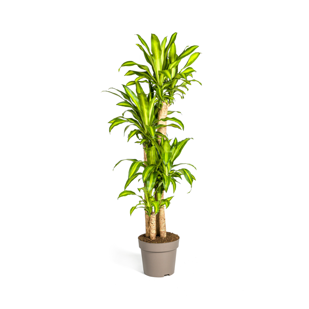 Dracaena Fragrans Massangeana Ø30cm en pot Ø30cm  Hauteur 170cm. Plante verte type Dracaena Fragrans Massangeana Ø30cm, livrée en pot, idéale pour intérieur lumineux.