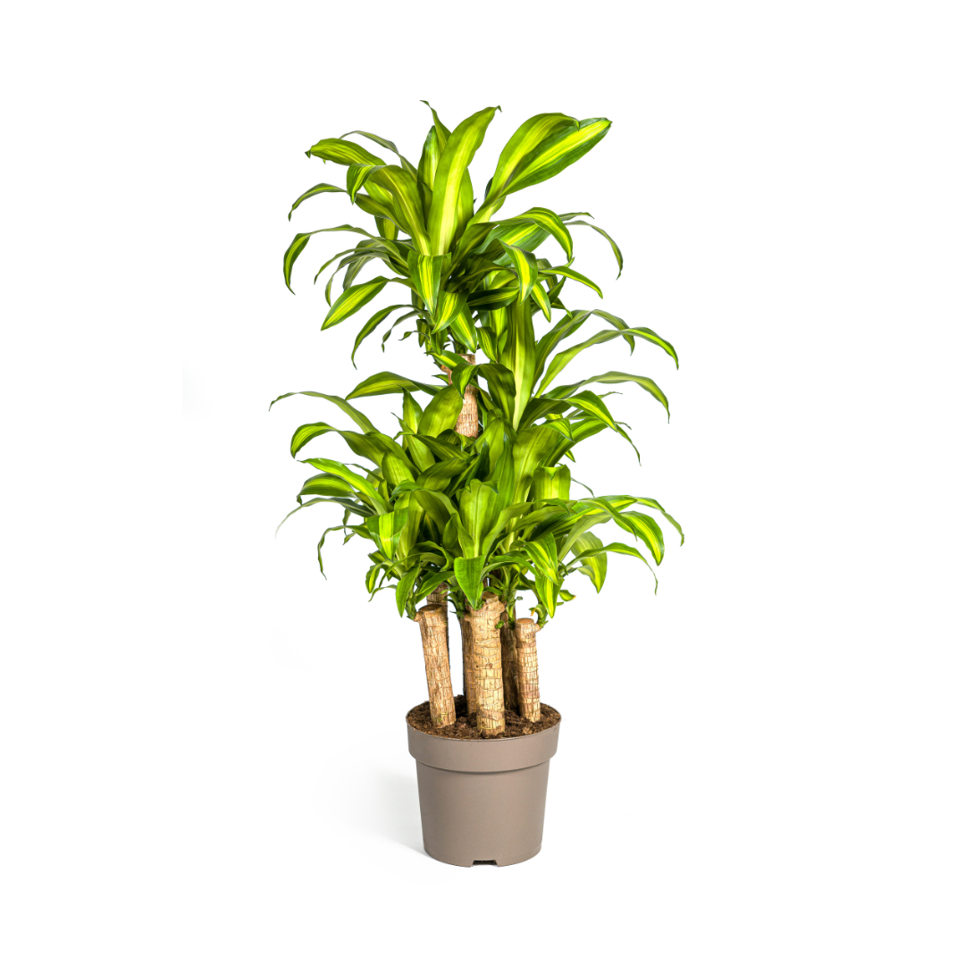 Dracaena Fragrans Massangeana Carrousel Ø30cm en pot Ø30cm  Hauteur 130cm. Plante verte type Dracaena Fragrans Massangeana Carrousel Ø30cm, livrée en pot, idéale pour intérieur lumineux.