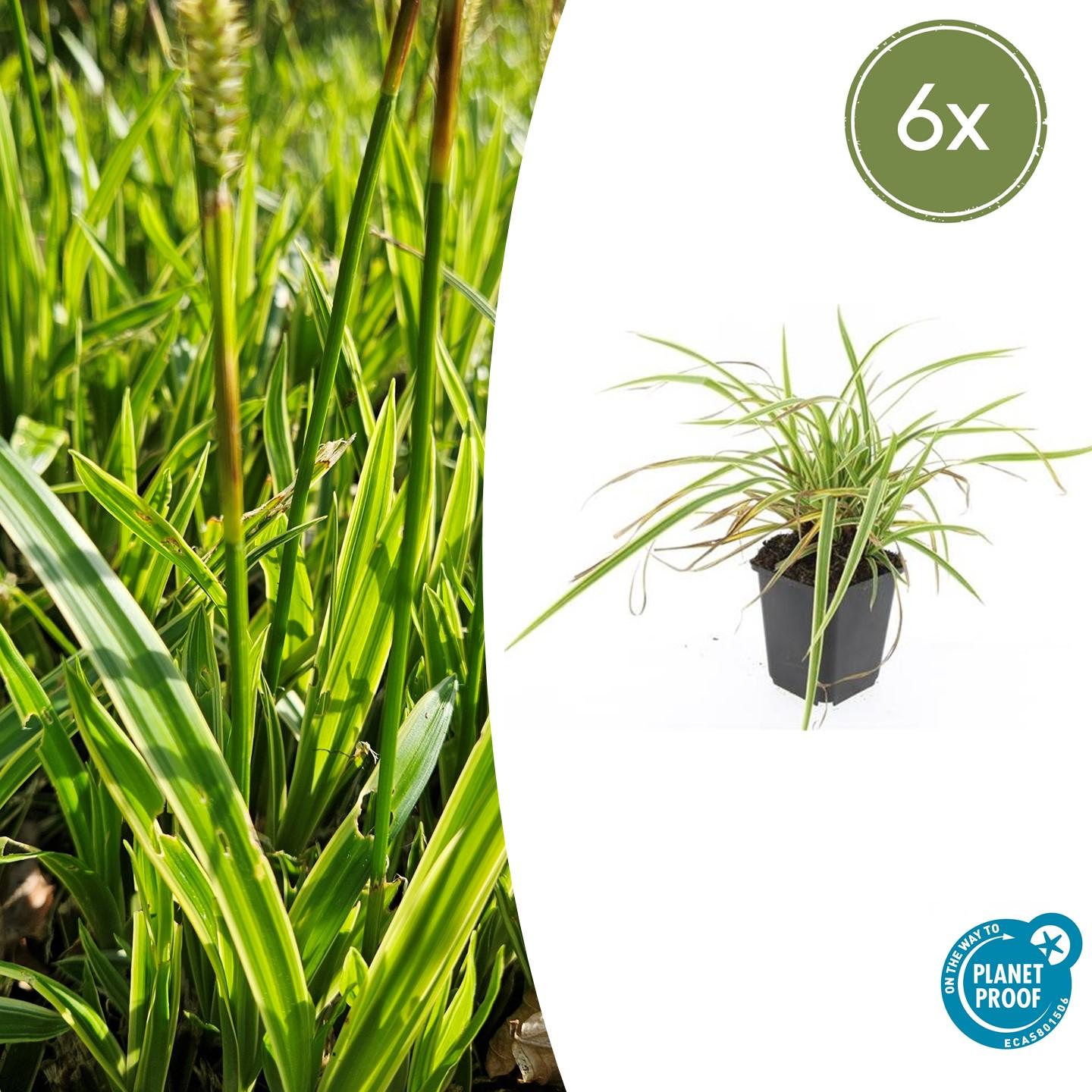 6x Carex morrowii 'Aureovariegata' en pot Ø9cm  Hauteur 10cm. Plante verte type 6x Carex morrowii 'Aureovariegata', livrée en pot, idéale pour intérieur lumineux.