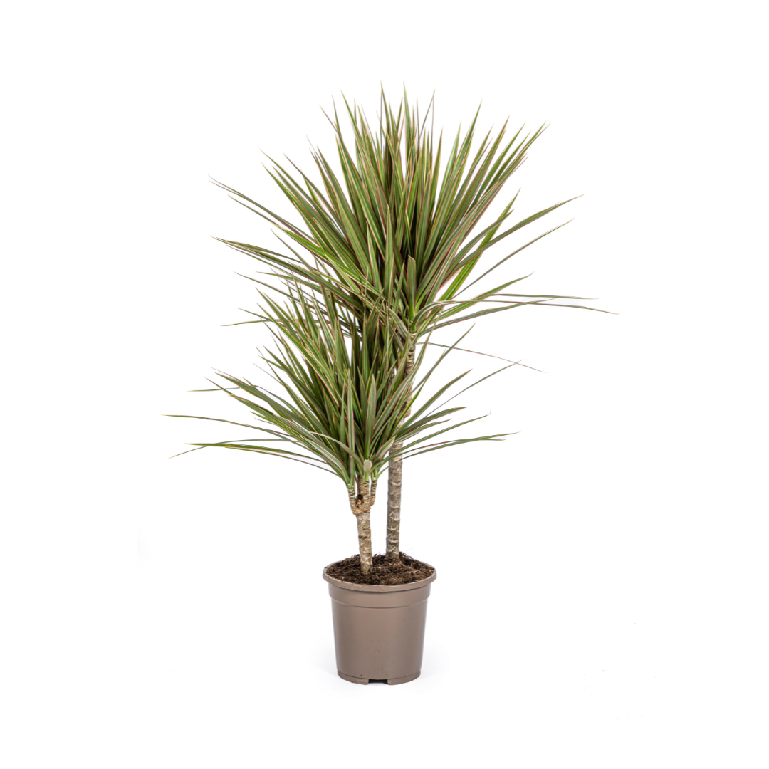 Dracaena Marginata Bicolor Ø17cm en pot Ø17cm  Hauteur 50cm. Plante verte type Dracaena Marginata Bicolor Ø17cm, livrée en pot, idéale pour intérieur lumineux.