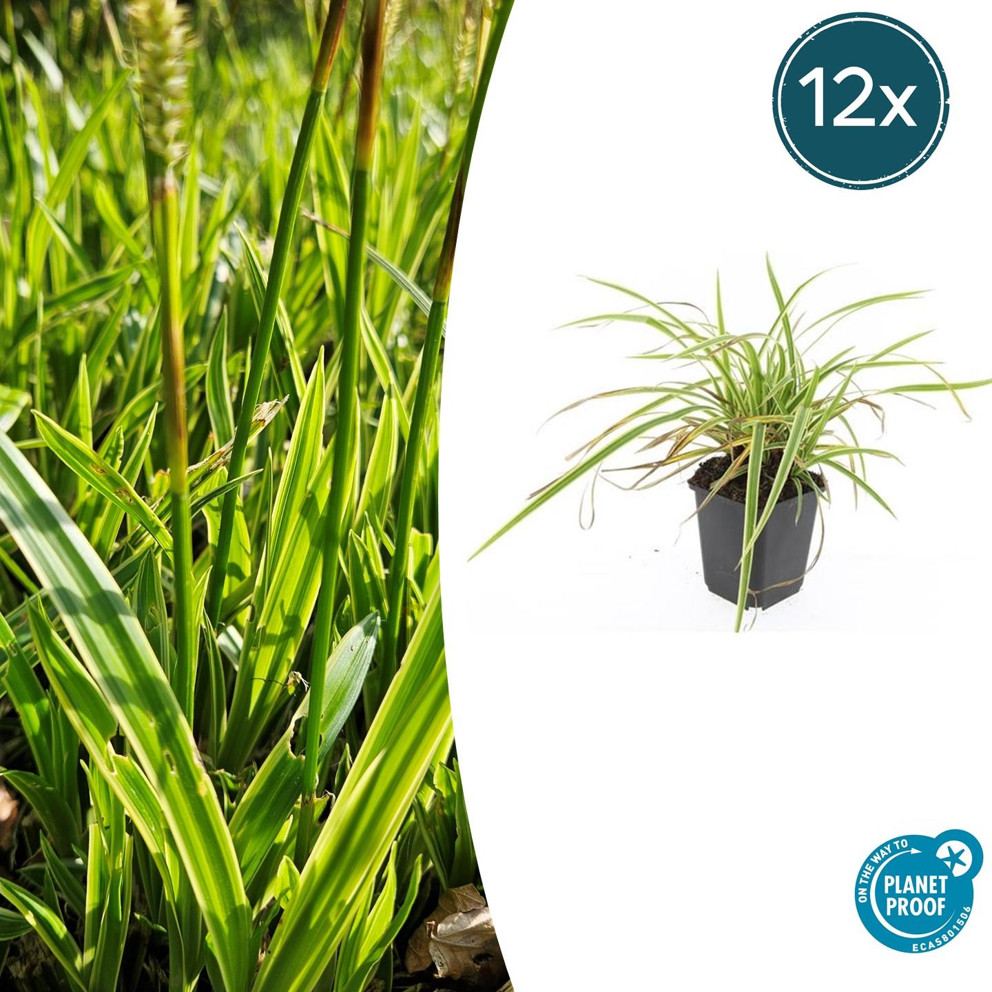 12x Carex morrowii 'Aureovariegata' en pot Ø9cm  Hauteur 10cm. Plante verte type 12x Carex morrowii 'Aureovariegata', livrée en pot, idéale pour intérieur lumineux.