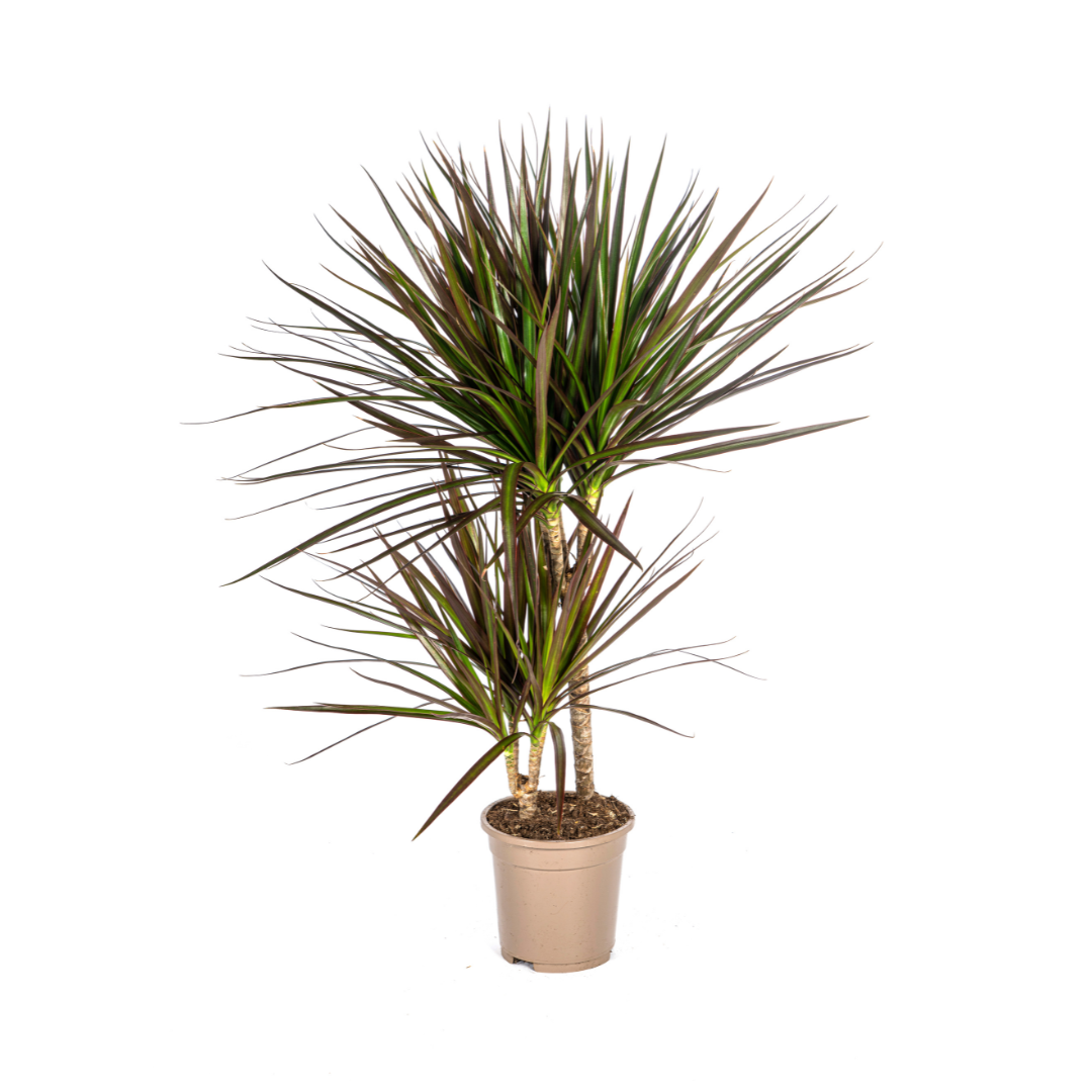 Dracaena Marginata Magenta Ø17cm en pot Ø17cm  Hauteur 50cm. Plante verte type Dracaena Marginata Magenta Ø17cm, livrée en pot, idéale pour intérieur lumineux.