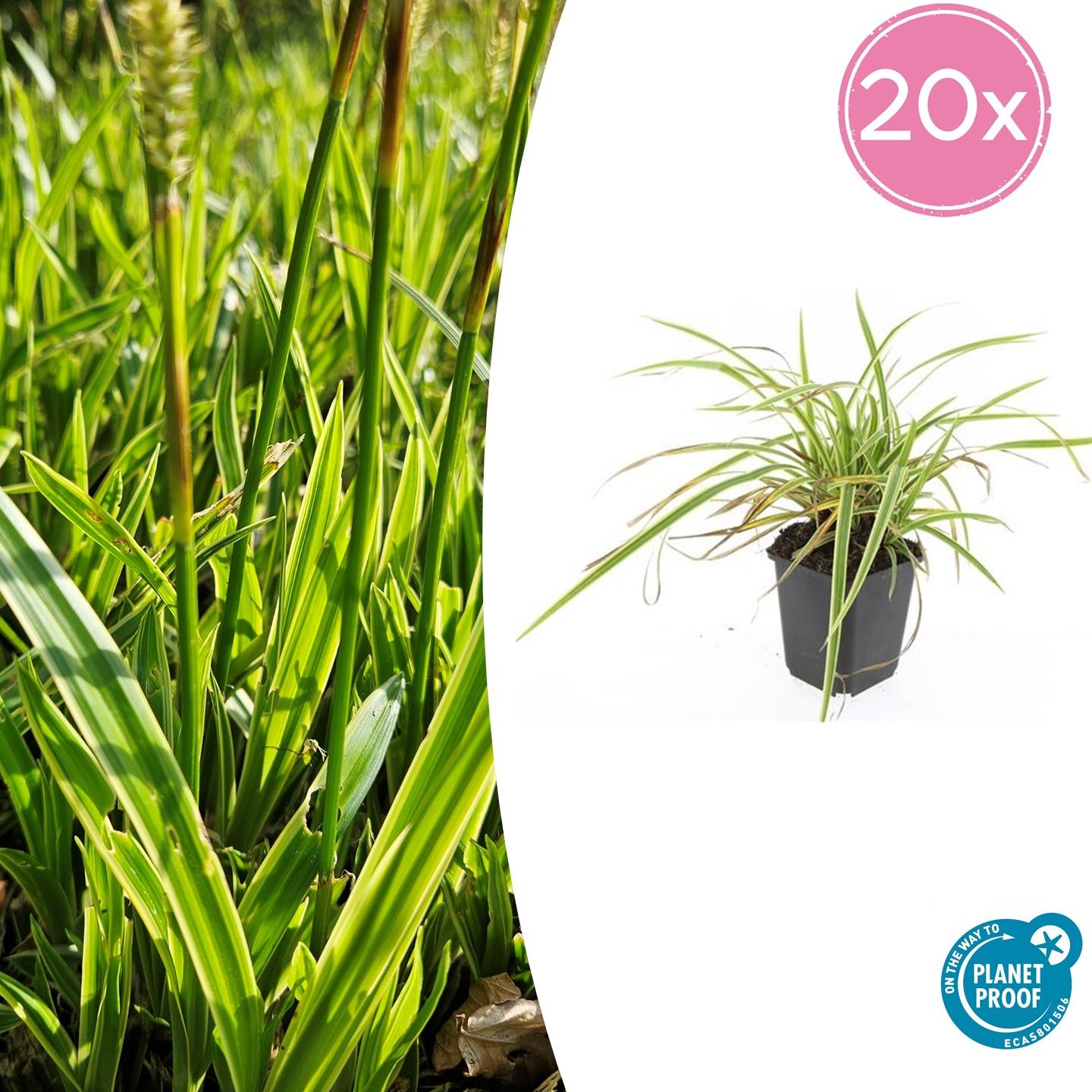 20x Carex morrowii 'Aureovariegata' en pot Ø9cm  Hauteur 10cm. Plante verte type 20x Carex morrowii 'Aureovariegata', livrée en pot, idéale pour intérieur lumineux.
