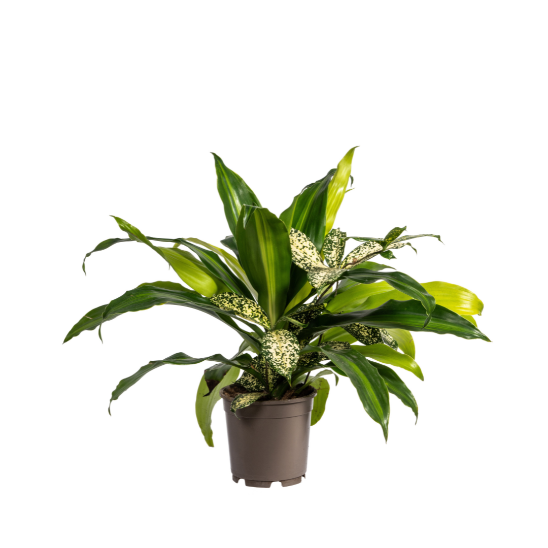 Mixed Combo Ø17cm en pot Ø17cm  Hauteur 55cm. Plante verte type Mixed Combo Ø17cm, livrée en pot, idéale pour intérieur lumineux.