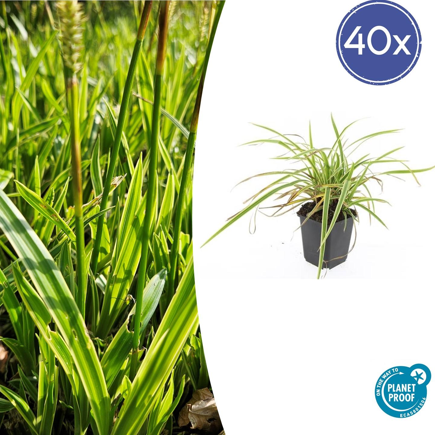 40x Carex morrowii 'Aureovariegata' en pot Ø9cm  Hauteur 10cm. Plante verte type 40x Carex morrowii 'Aureovariegata', livrée en pot, idéale pour intérieur lumineux.