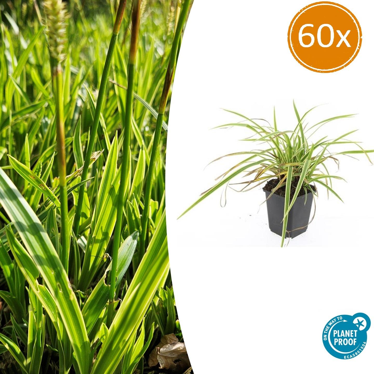 60x Carex morrowii 'Aureovariegata' en pot Ø9cm  Hauteur 10cm. Plante verte type 60x Carex morrowii 'Aureovariegata', livrée en pot, idéale pour intérieur lumineux.
