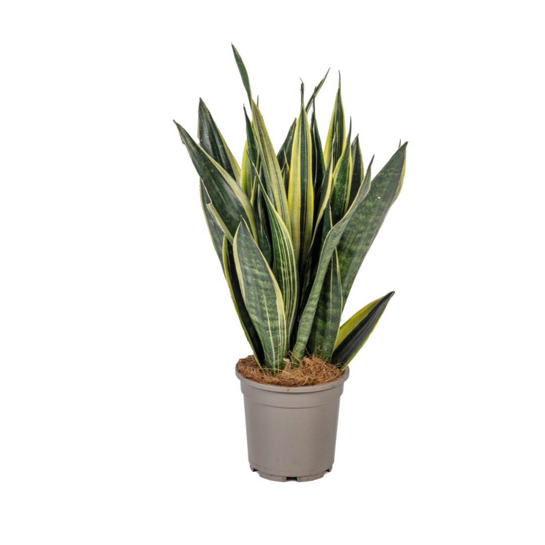 Sansevieria Trifasciata Canary Ø17cm en pot Ø17cm  Hauteur 45cm. Plante verte type Sansevieria Trifasciata Canary Ø17cm, livrée en pot, idéale pour intérieur lumineux.