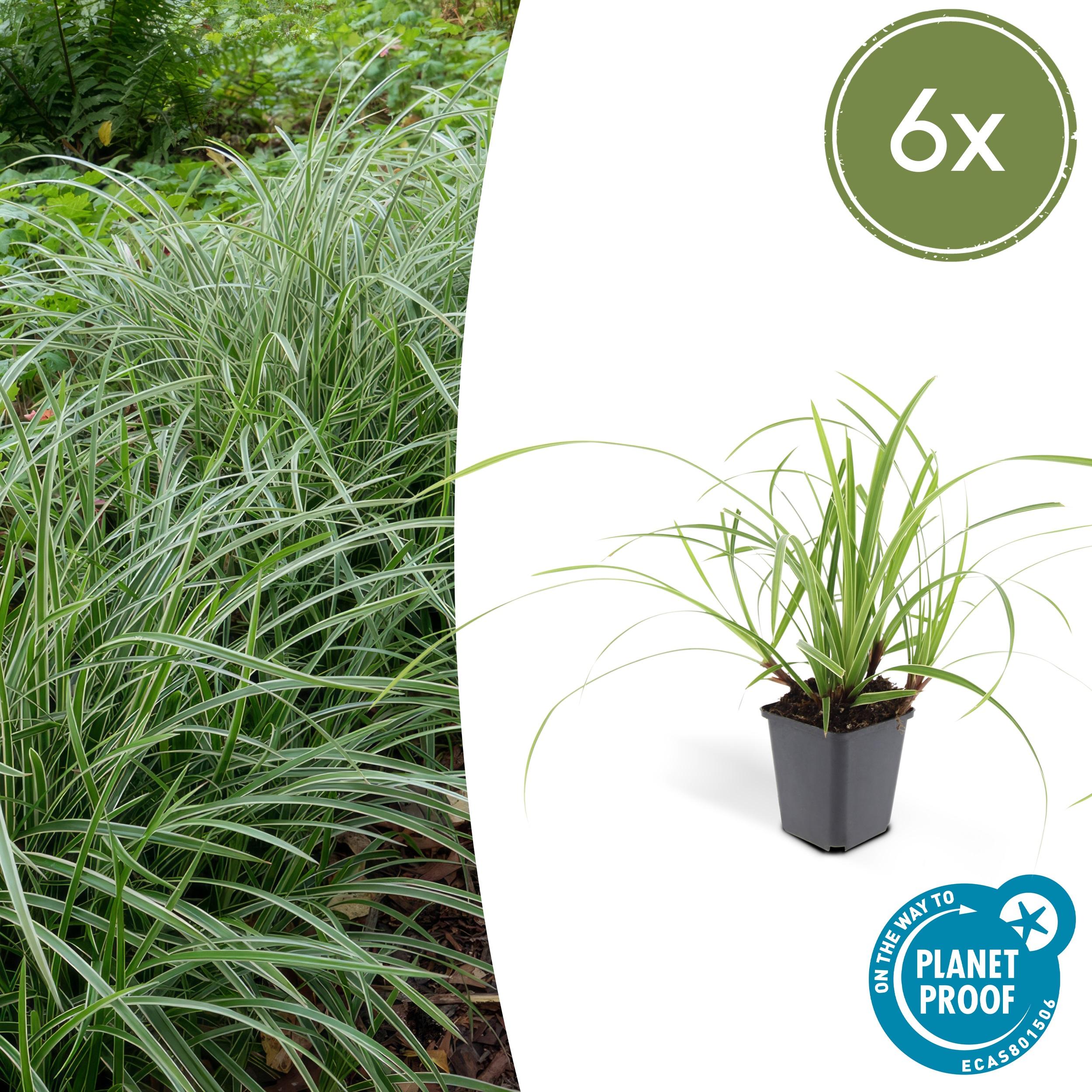 6x Carex morrowii 'Ice Dance' en pot Ø9cm  Hauteur 10cm. Plante verte type 6x Carex morrowii 'Ice Dance', livrée en pot, idéale pour intérieur lumineux.