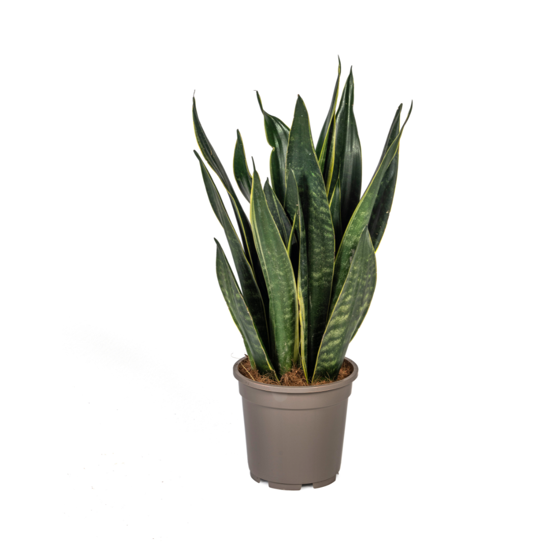 Sansevieria Trifasciata Futura Black Ø17cm en pot Ø17cm  Hauteur 45cm. Plante verte type Sansevieria Trifasciata Futura Black Ø17cm, livrée en pot, idéale pour intérieur lumineux.