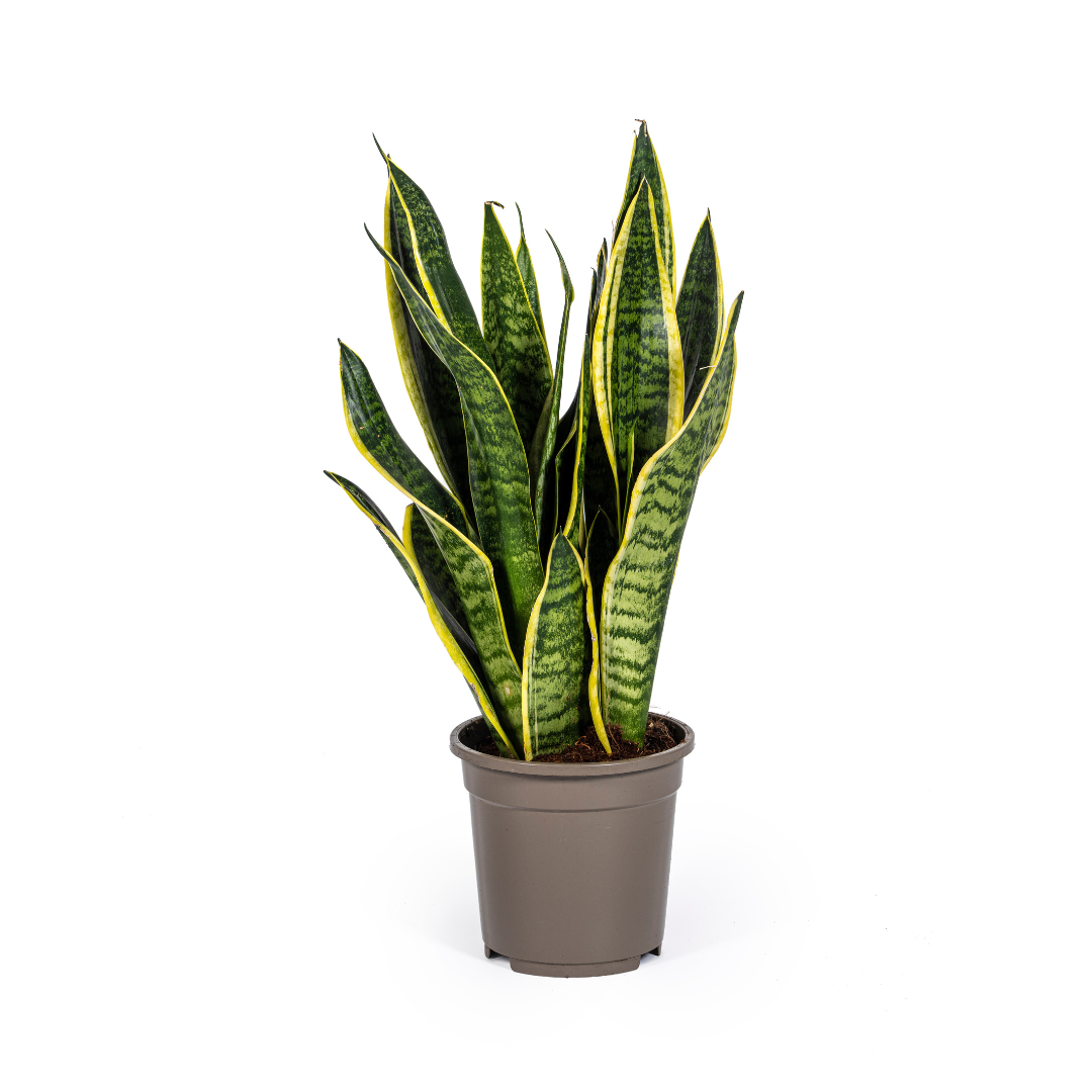 Sansevieria Trifasciata Futura Superba Ø17cm en pot Ø17cm  Hauteur 45cm. Plante verte type Sansevieria Trifasciata Futura Superba Ø17cm, livrée en pot, idéale pour intérieur lumineux.