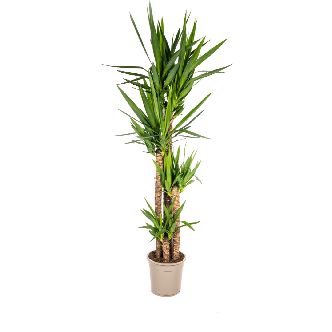 Yucca Elephantipes Ø27cm en pot Ø27cm  Hauteur 150cm. Plante verte type Yucca Elephantipes Ø27cm, livrée en pot, idéale pour intérieur lumineux.