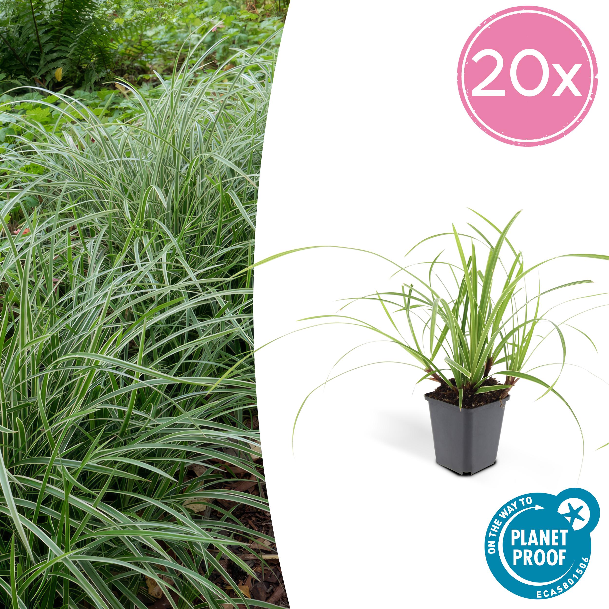 20x Carex morrowii 'Ice Dance' en pot Ø9cm  Hauteur 10cm. Plante verte type 20x Carex morrowii 'Ice Dance', livrée en pot, idéale pour intérieur lumineux.