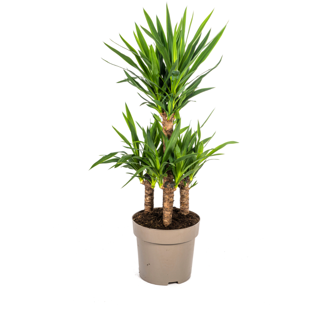 Yucca Elephantipes Ø30cm en pot Ø30cm  Hauteur 90cm. Plante verte type Yucca Elephantipes Ø30cm, livrée en pot, idéale pour intérieur lumineux.