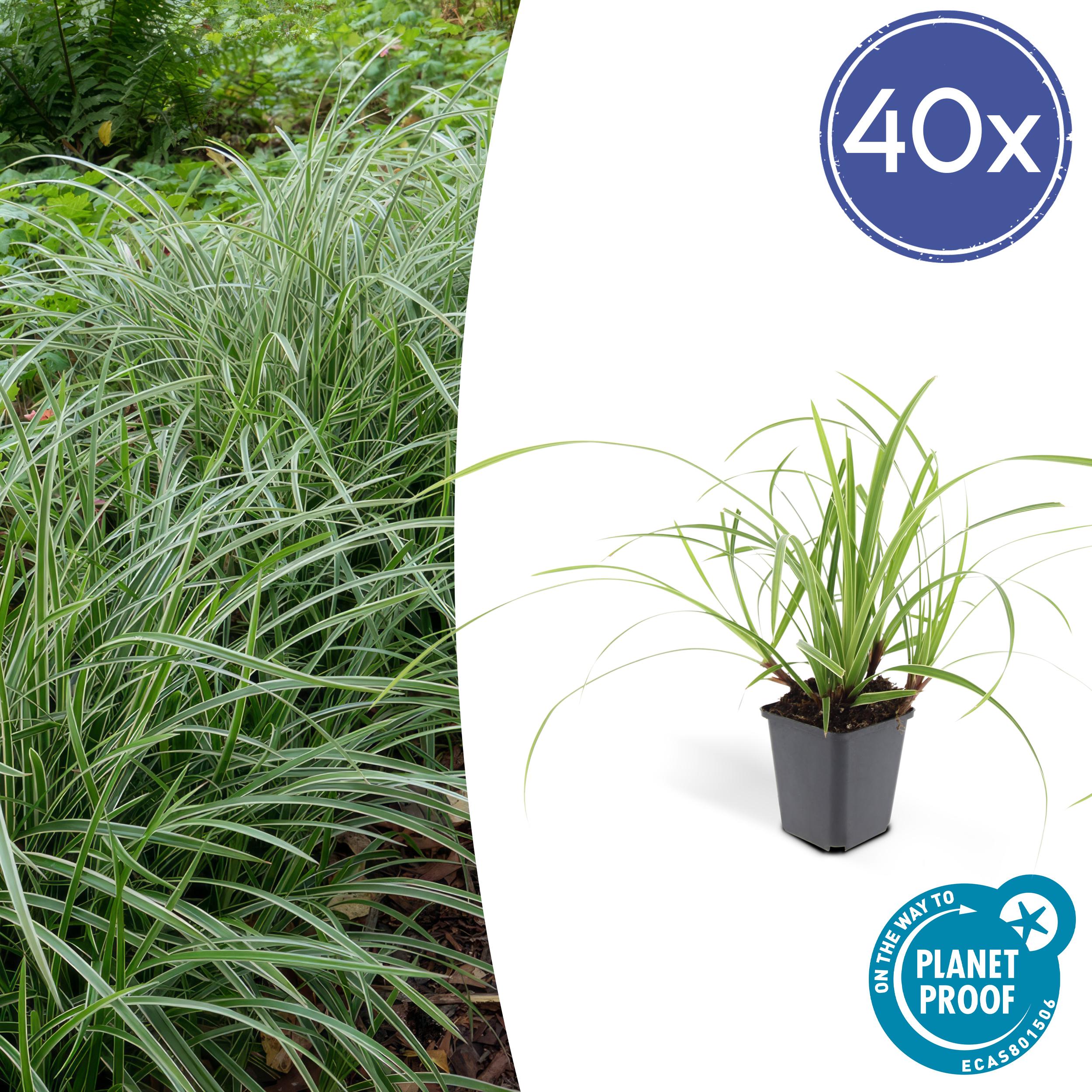 40x Carex morrowii 'Ice Dance' en pot Ø9cm  Hauteur 10cm. Plante verte type 40x Carex morrowii 'Ice Dance', livrée en pot, idéale pour intérieur lumineux.