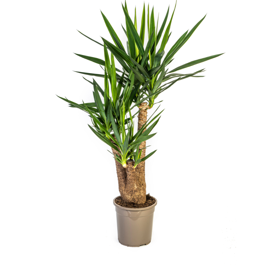Yucca Elephantipes Vertakt Ø24cm en pot Ø24cm  Hauteur 80cm. Plante verte type Yucca Elephantipes Vertakt Ø24cm, livrée en pot, idéale pour intérieur lumineux.